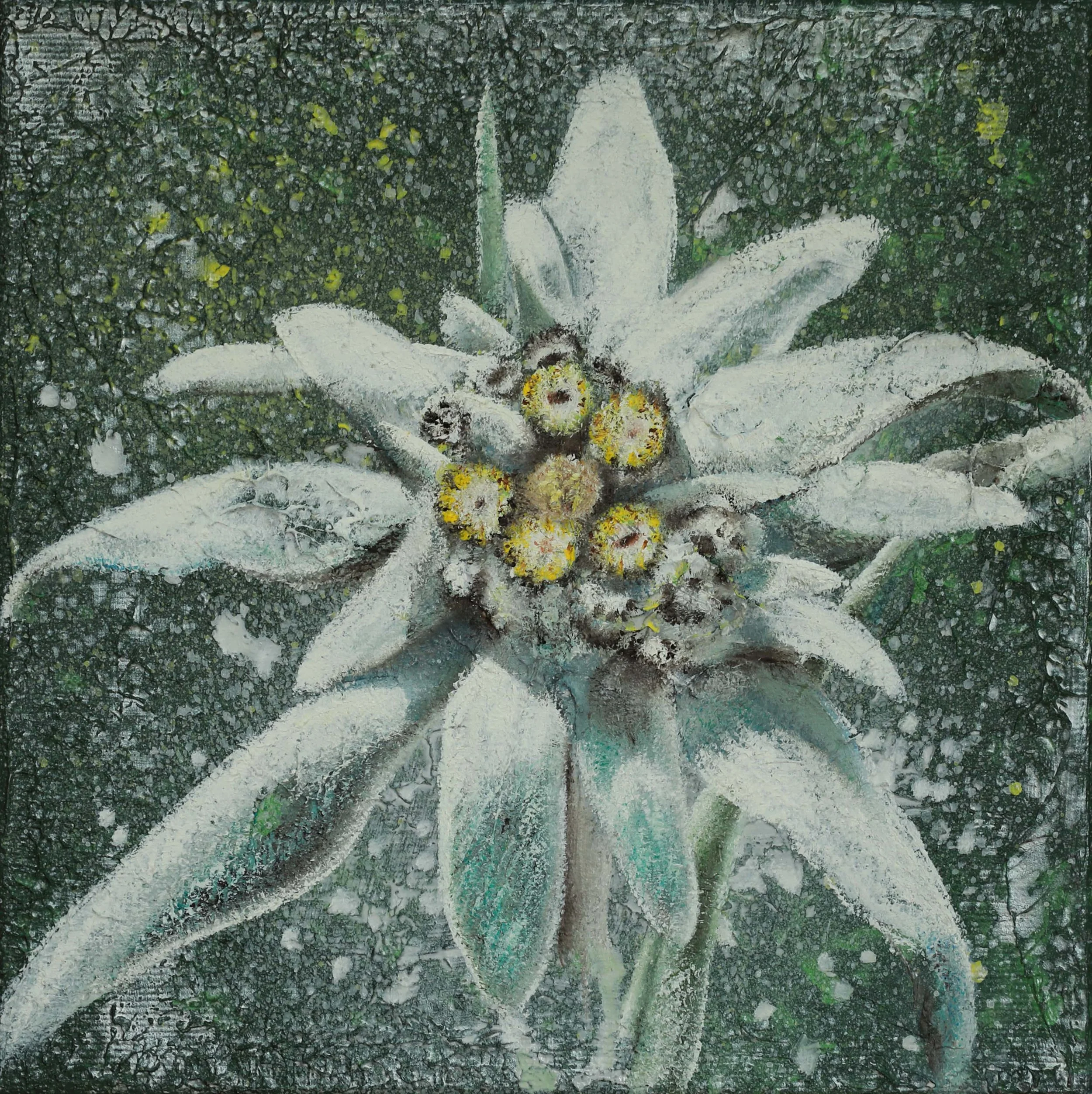 Edelweiss Flora Alpina Bergblumen Alpenblumen gemalt Gemälde