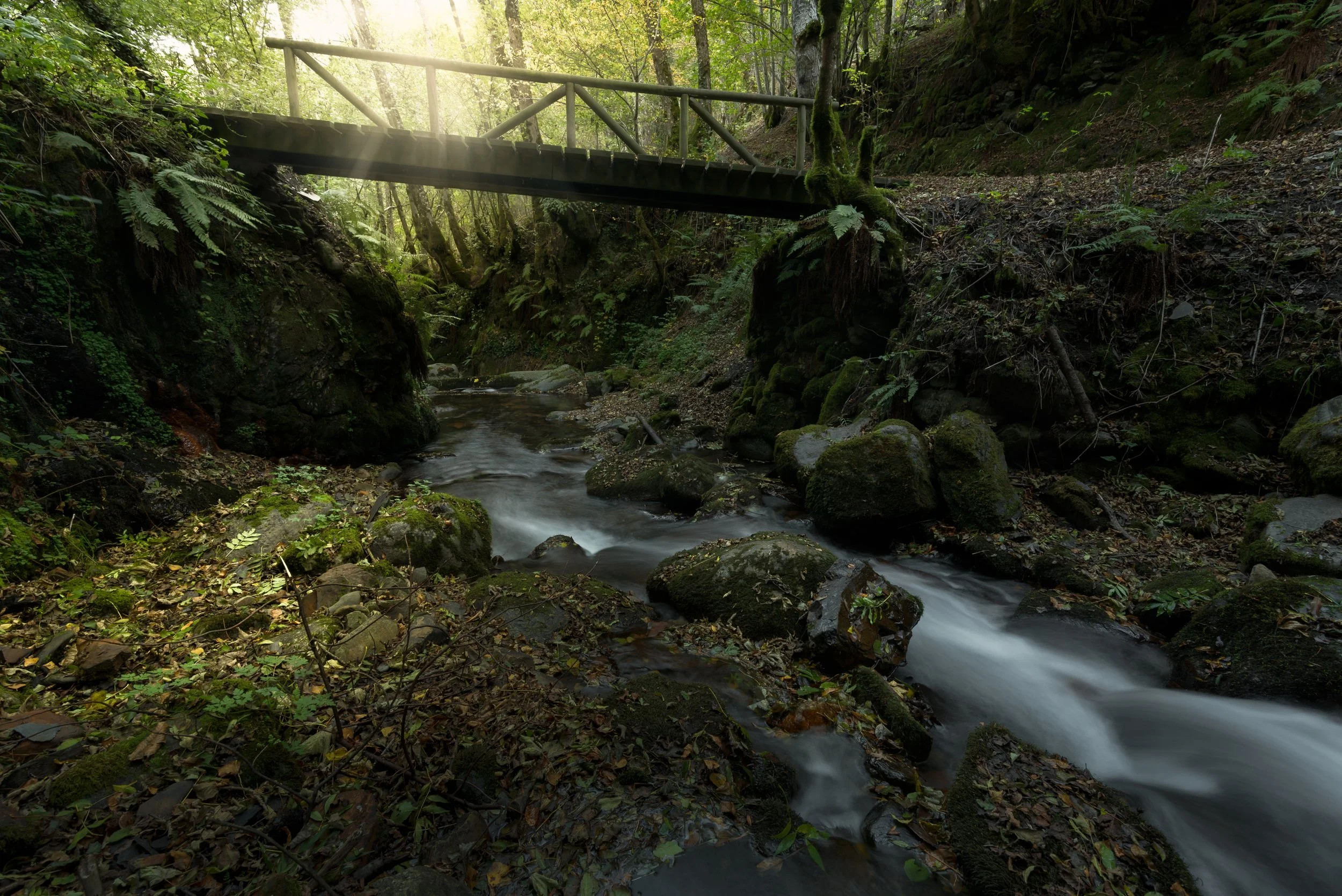 Un pequeño puente de madera sobre un río en un bosque verde con árboles y plantas, con luz solar filtrándose entre las hojas.