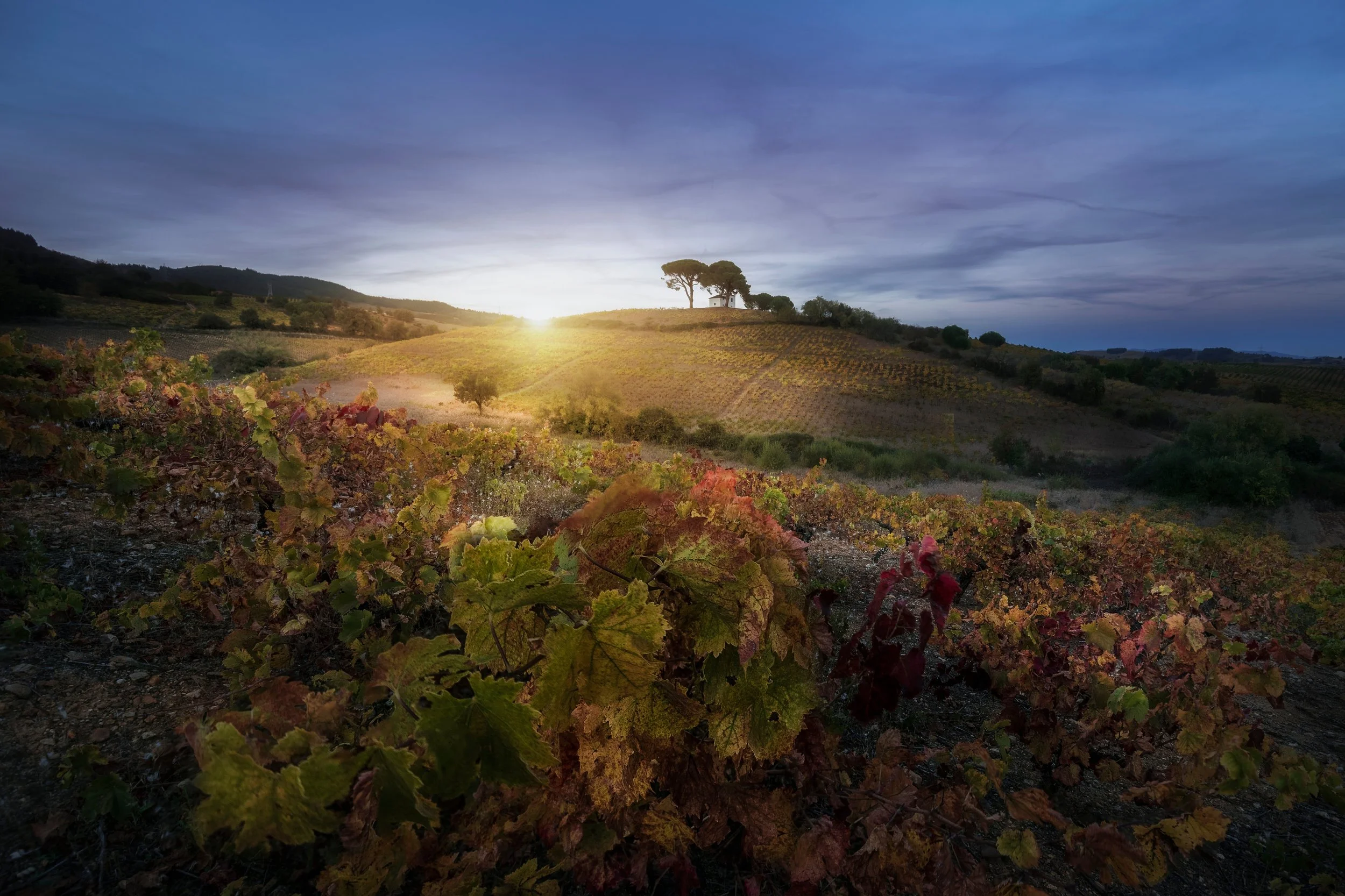 Paisaje rural con viñedos al atardecer, colinas y árboles, cielo nublado y luz solar en el horizonte.