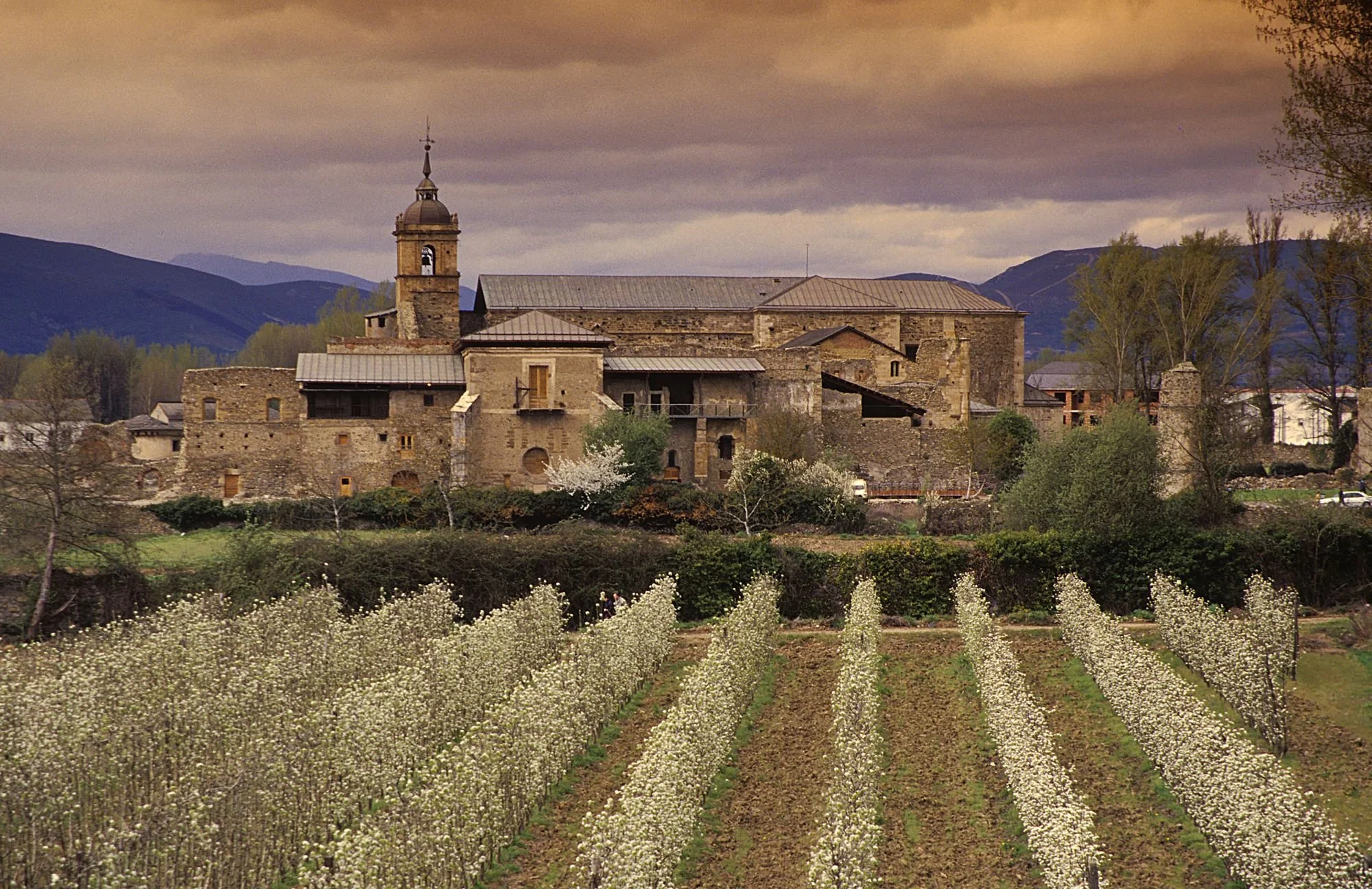 Vista del Monasterio de Santa María de Carracedo, un campo de flores blancas en primavera, árboles verdes y montañas al fondo, cielo nublado.