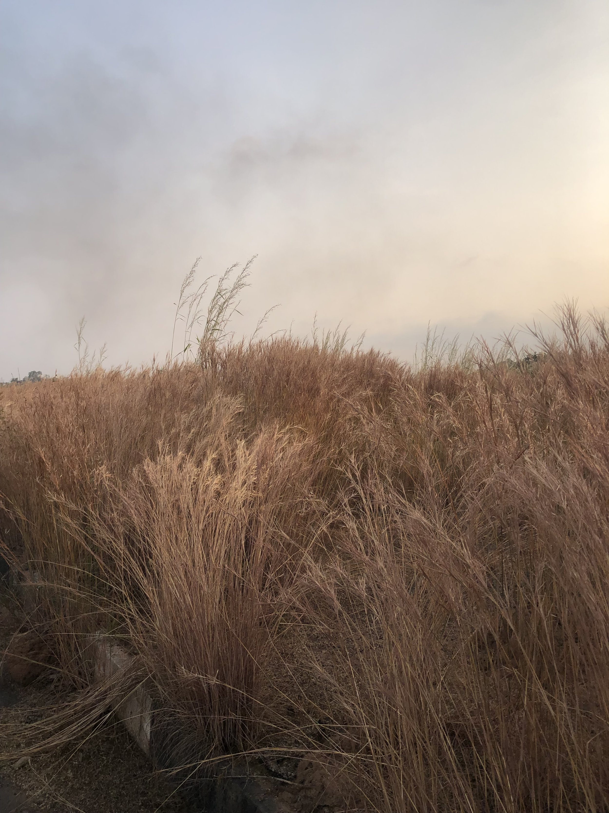 image of dried grass in Enugu