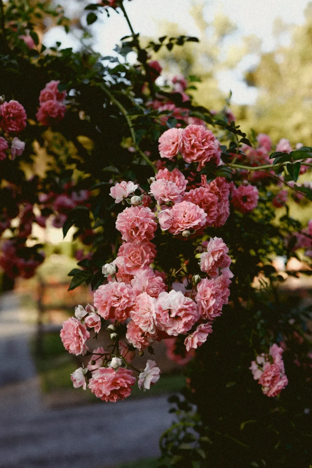 photo of a rose bush by Jamie East