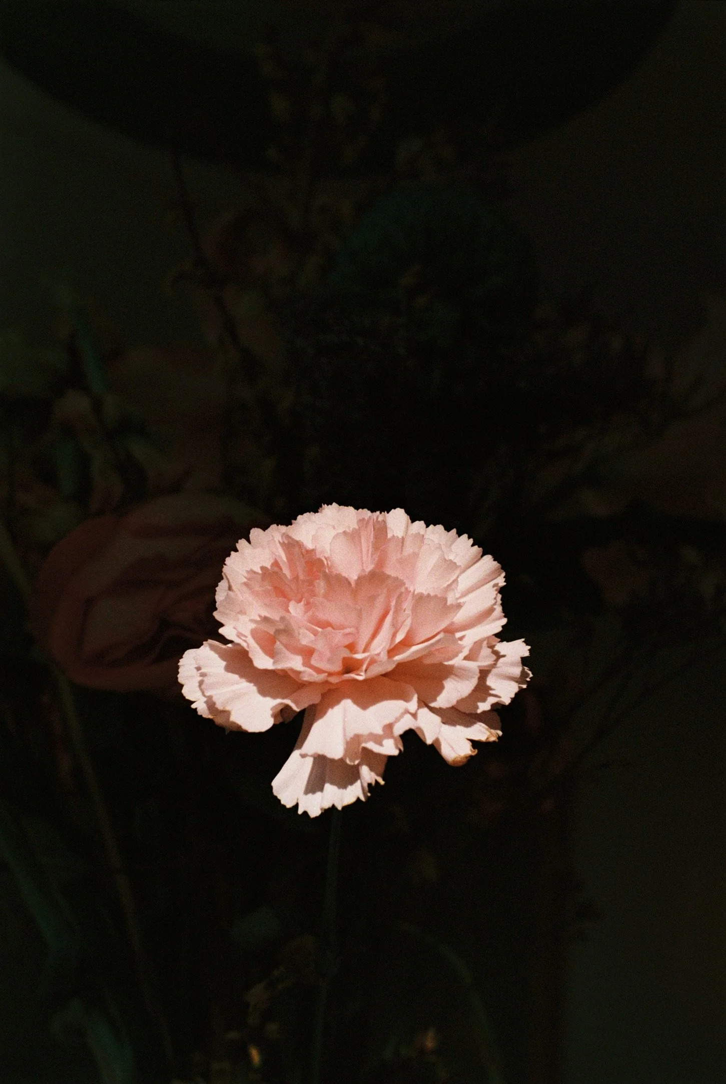 FB321C94-A035-41F1-A638-300B55C2DB81_1_102_a.jpeg