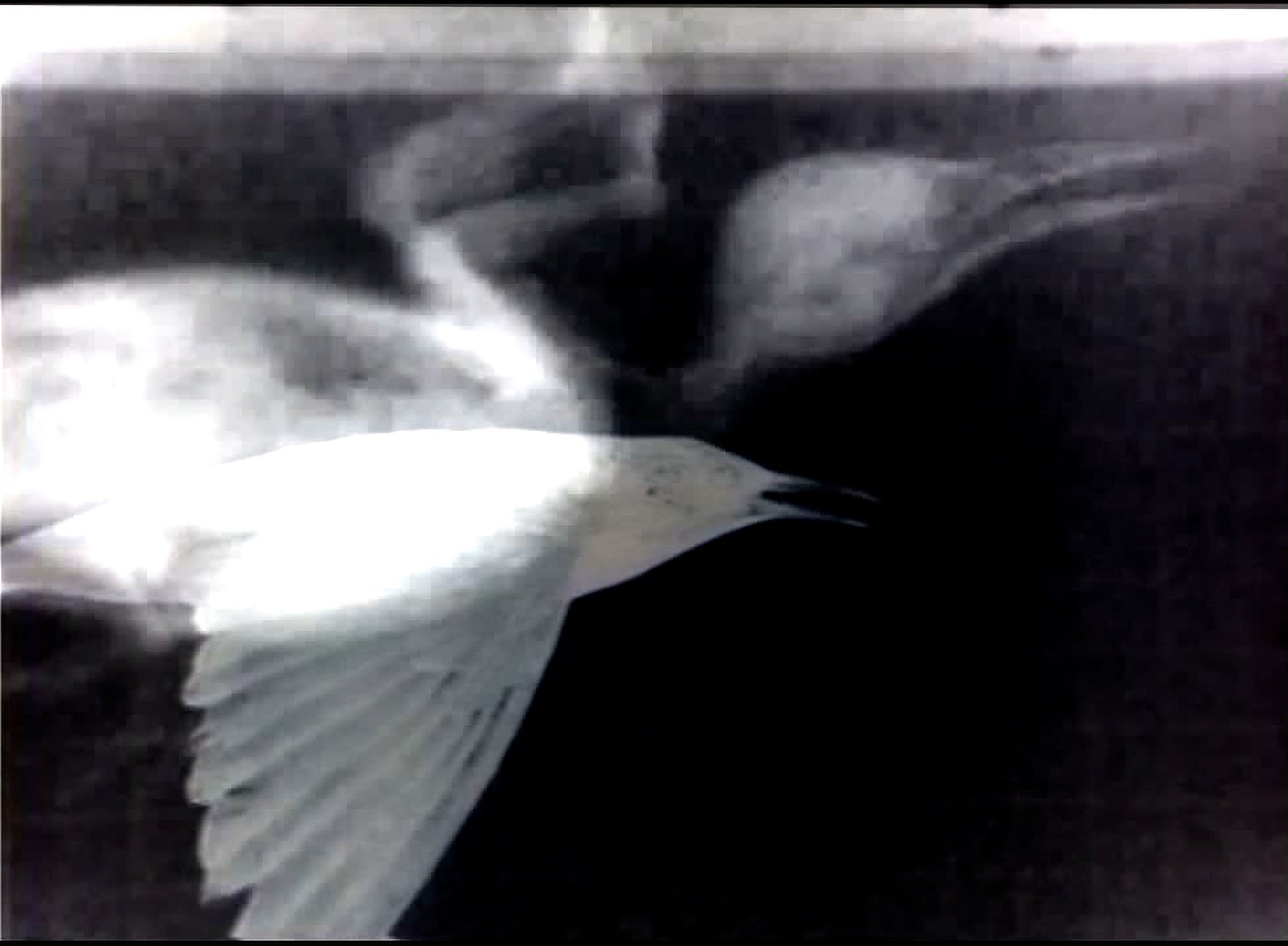 05_Magpie_Thoughts.jpg