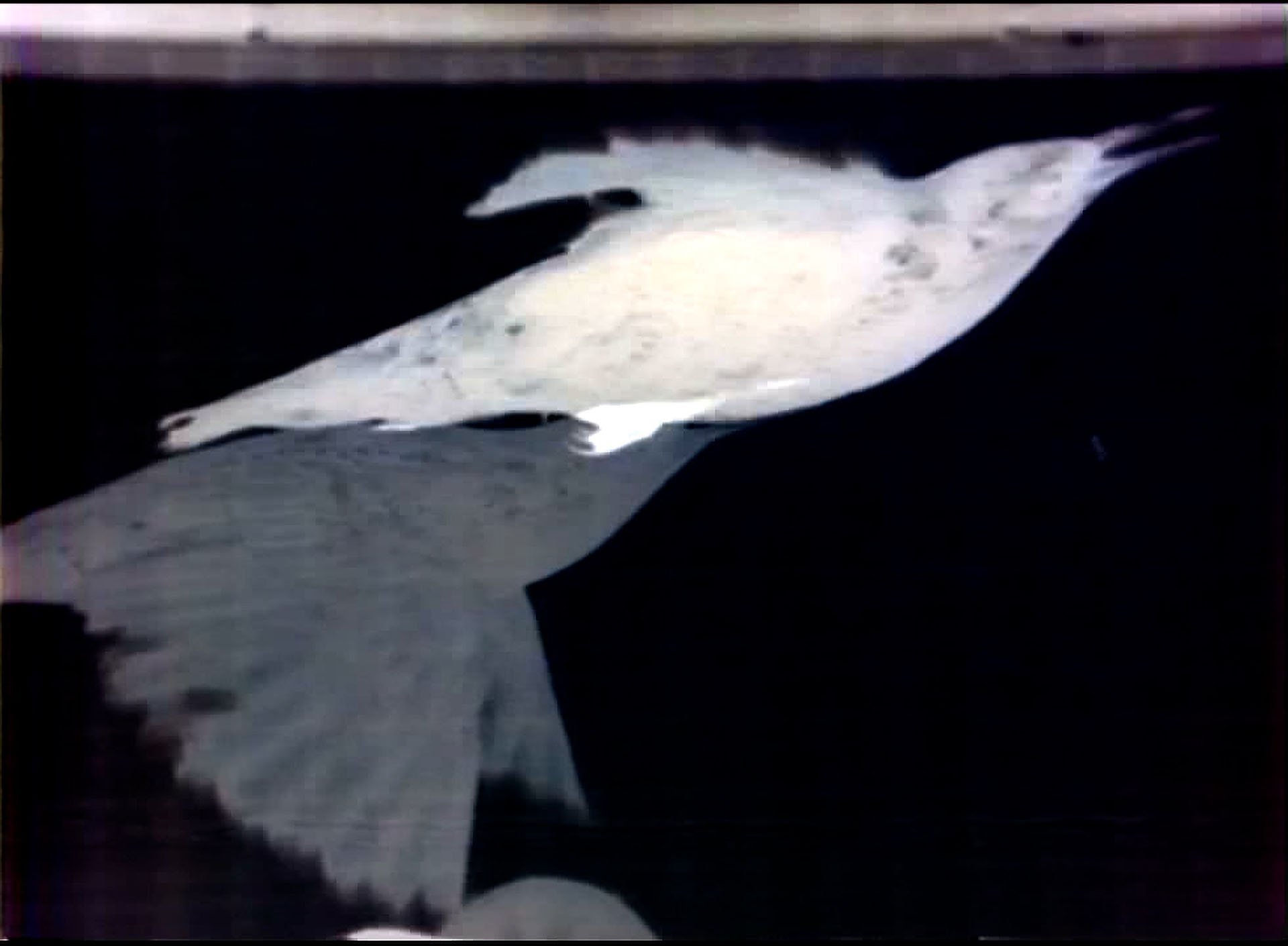 05a_Magpie_Thoughts.jpg
