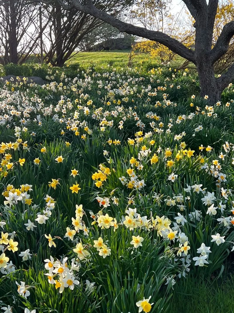 Image of a field of daffodils in spring