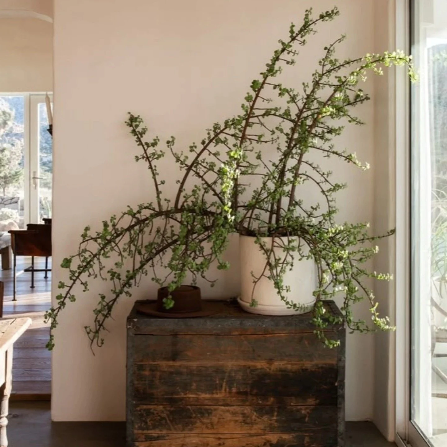 We love incorporating plants into interiors because they can do so much for the aesthetic but also the other less considered qualities of a space like air quality and wellness. 

This layout uses the plant as a focal point, adding the desired visual 