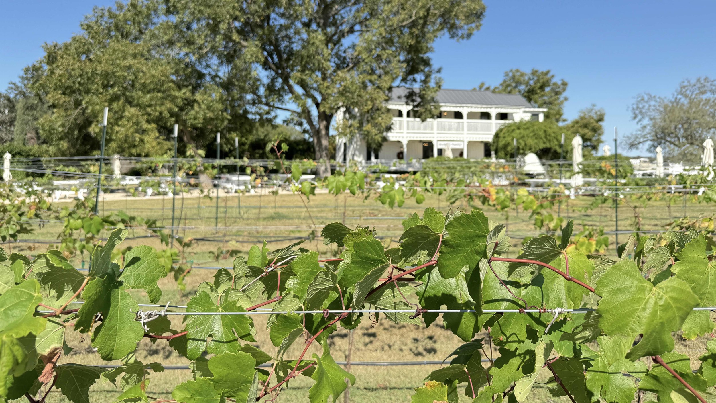 SignorVineyards_11-6-24_0753.jpeg