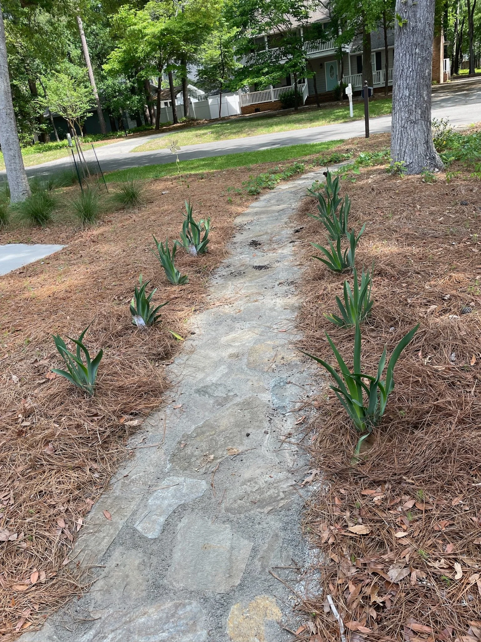Stone path with young plants in a garden, surrounded by pine straw mulch and trees.
