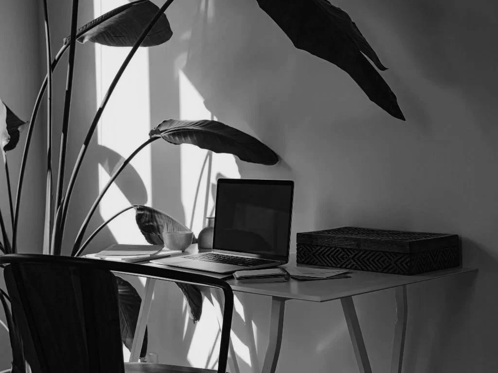 A minimalist workspace with a laptop, papers, a bowl, and a decorative box on a white desk, with large leafy plants casting shadows on the wall.
