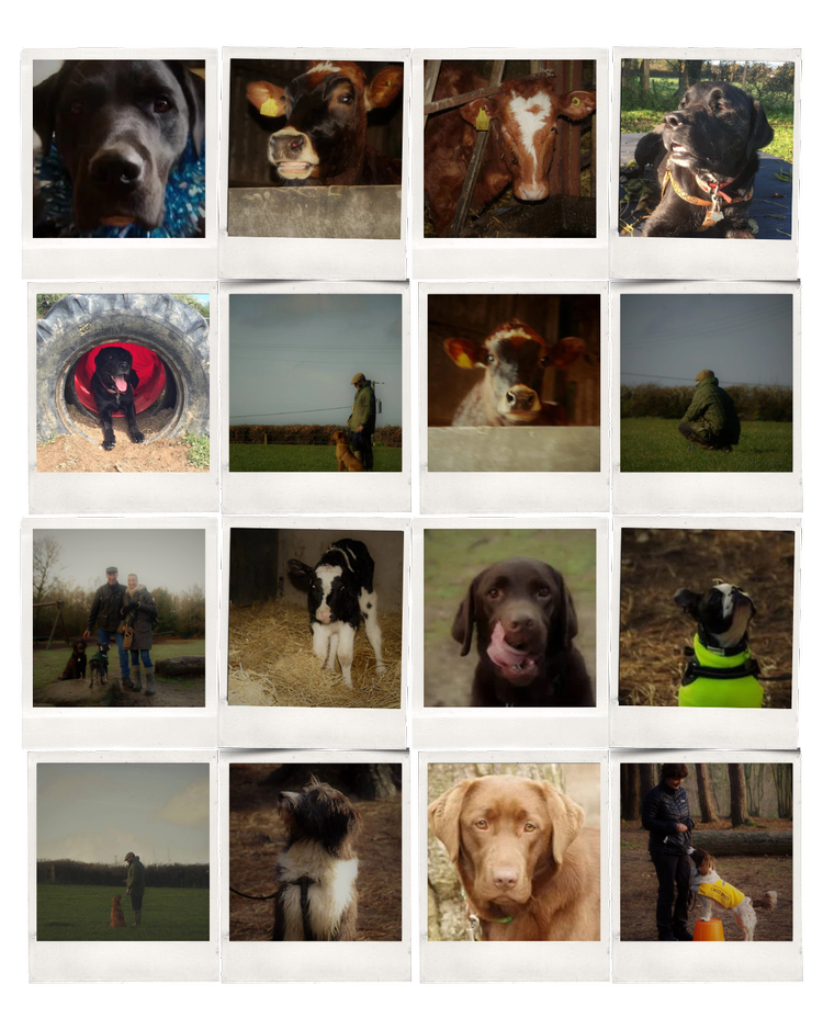 Collage of various dogs, puppies, and humans interacting with the dogs outdoors and at a farm or rural setting.