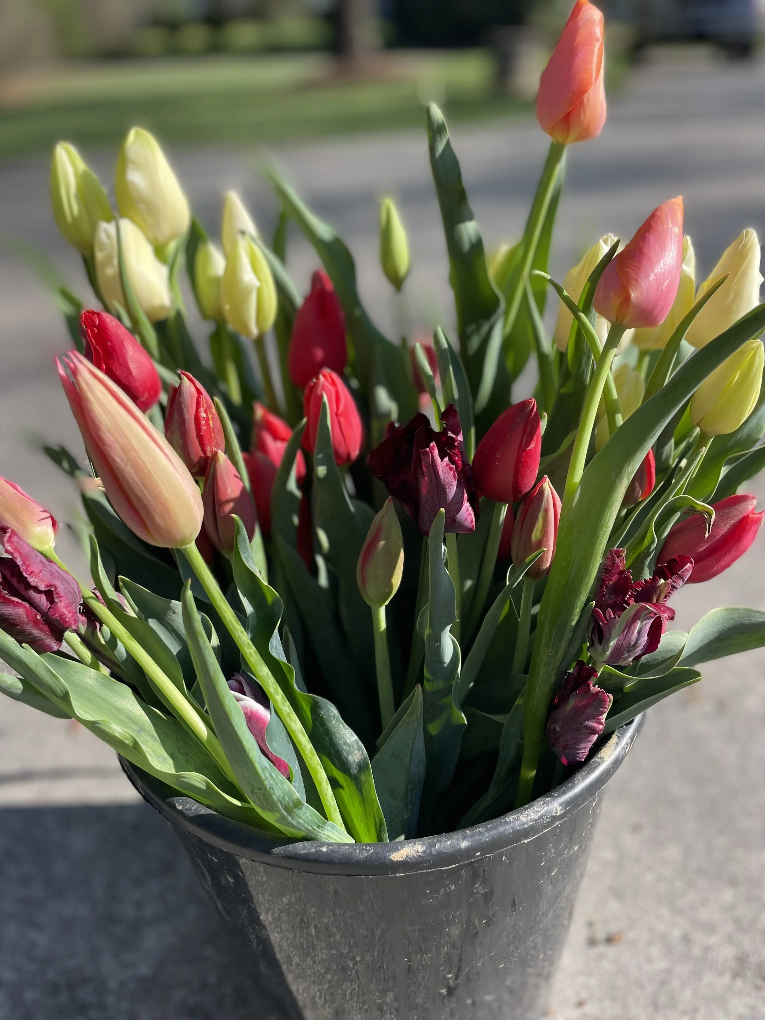 Grand Bloom Tulip Subscription-$230