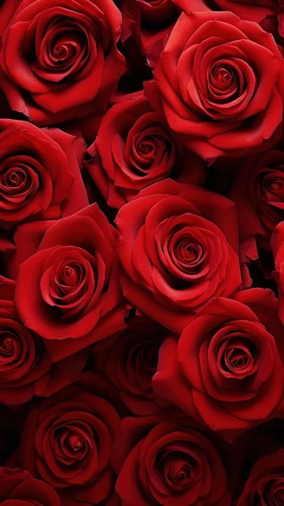 Close-up of red roses clustered together with detailed petals.
