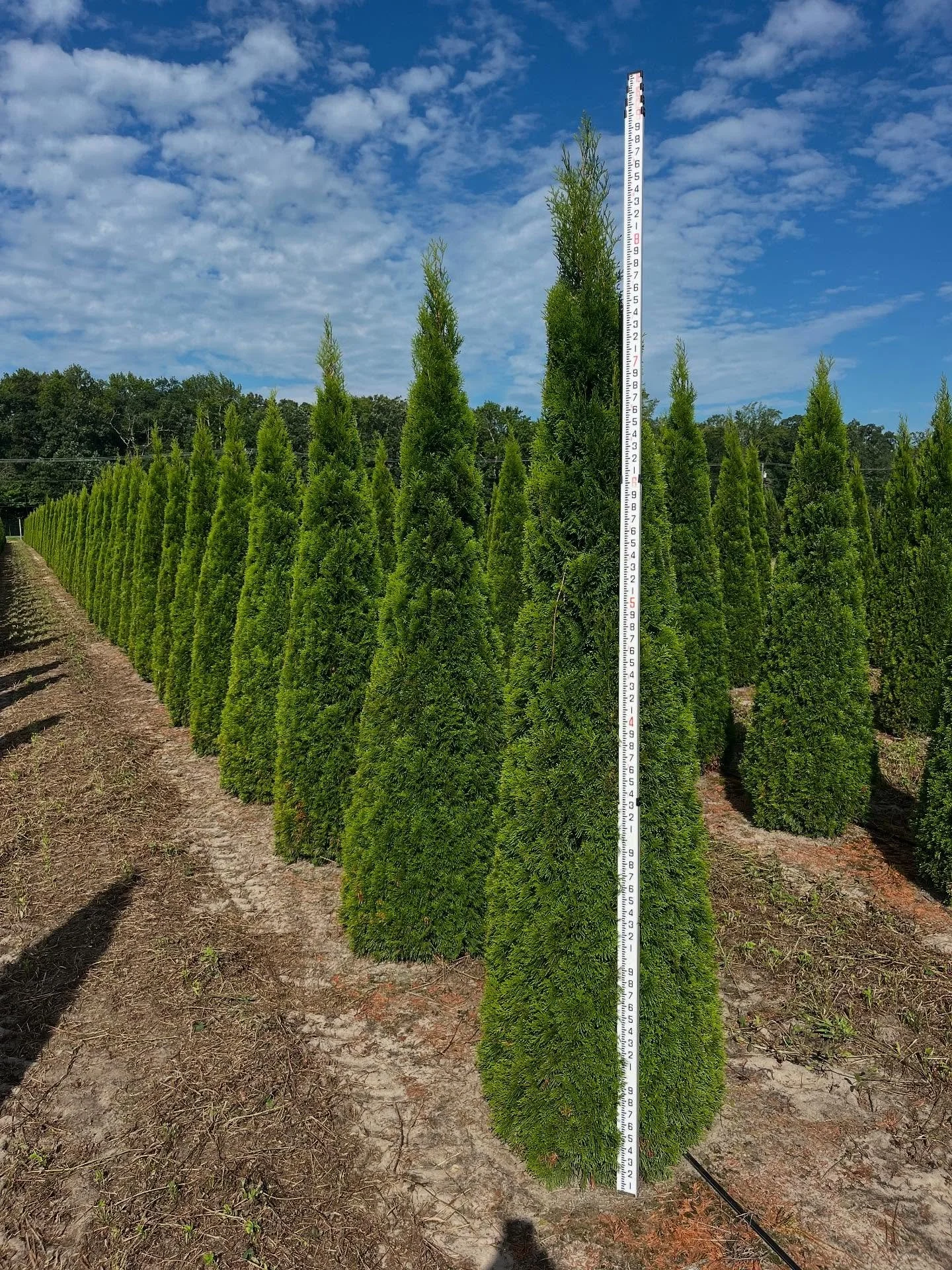Thuja &lsquo;Emerald Green&rsquo; 8/9&rsquo; #barbersnursery #nurserystock #plants #plantsofinstagram