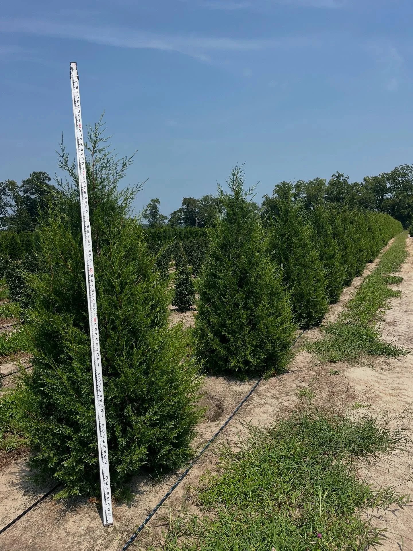 Keteleeri &amp; Hollywood juniper 7/8&rsquo; #barbersnursery #plants #plantsofinstagram #nurserystock