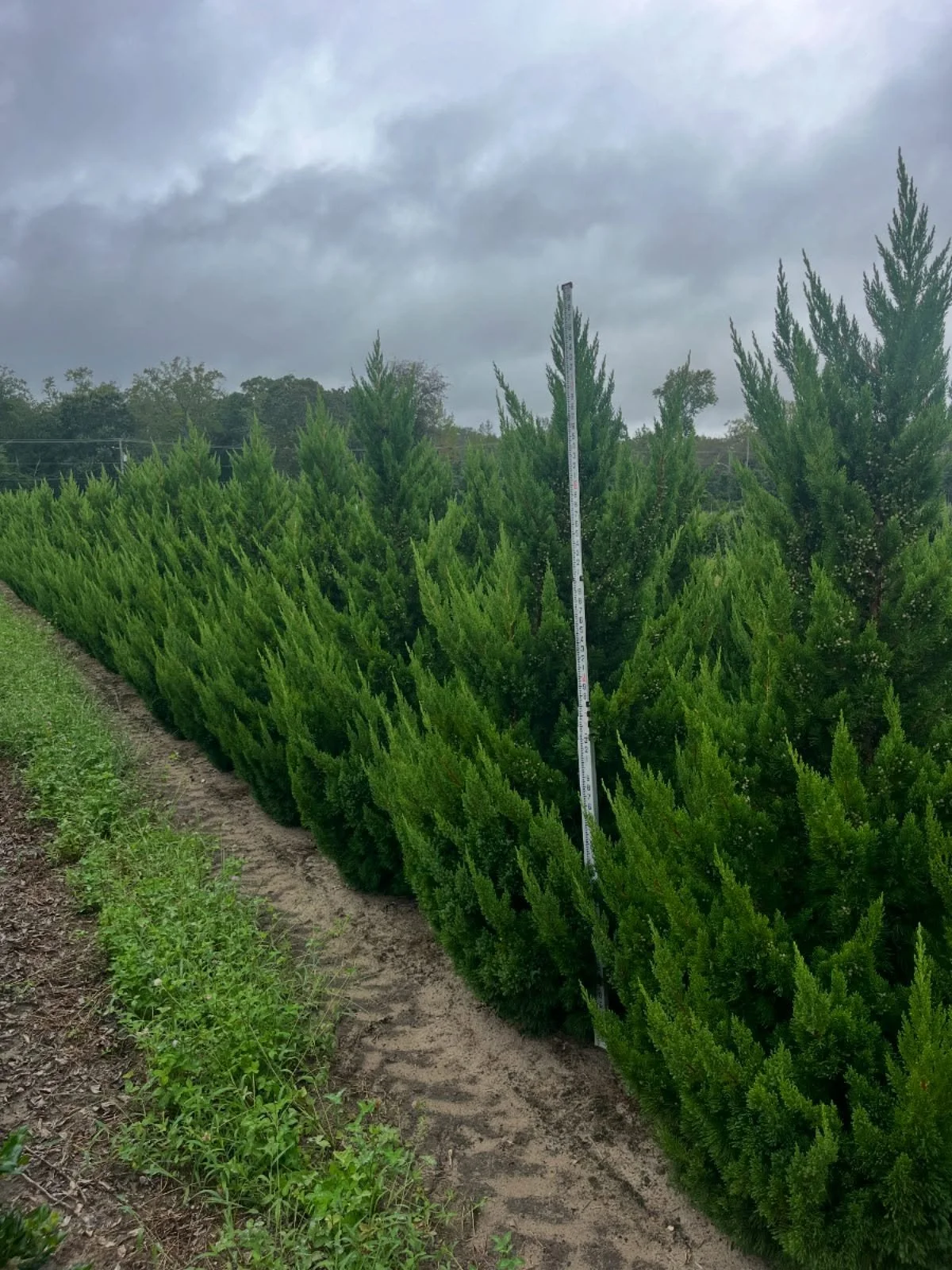 Juniper chinensis &lsquo;Hooks&rsquo; 7/8&rsquo;. #barbersnursery #nurserystock #plants #plantsofinstagram
