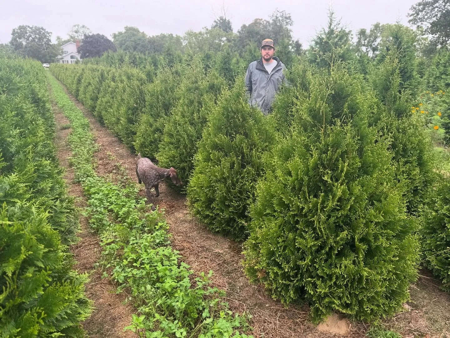 This post sponsored by thuja, most of our available varieties with three new varieties coming available fall 26!
 
1- elegantissima 5/6&rsquo;
2- emerald green 8/9&rsquo;
3-green giant 10&rsquo;
4- green giant 6&rsquo;
5-emerald green 7/8&rsquo;
6- p
