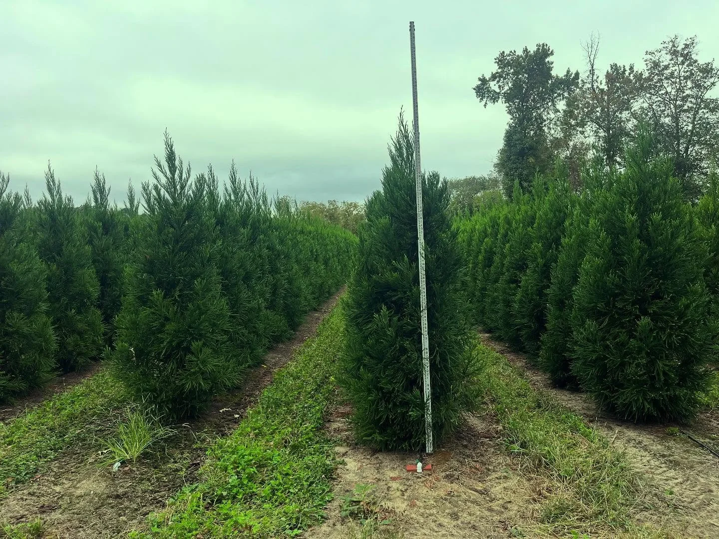 Cryptomeria japonica &lsquo;radicans&rsquo; 8&rsquo;
#barbersnursery #nurserystock #plants #plantsofinstagram