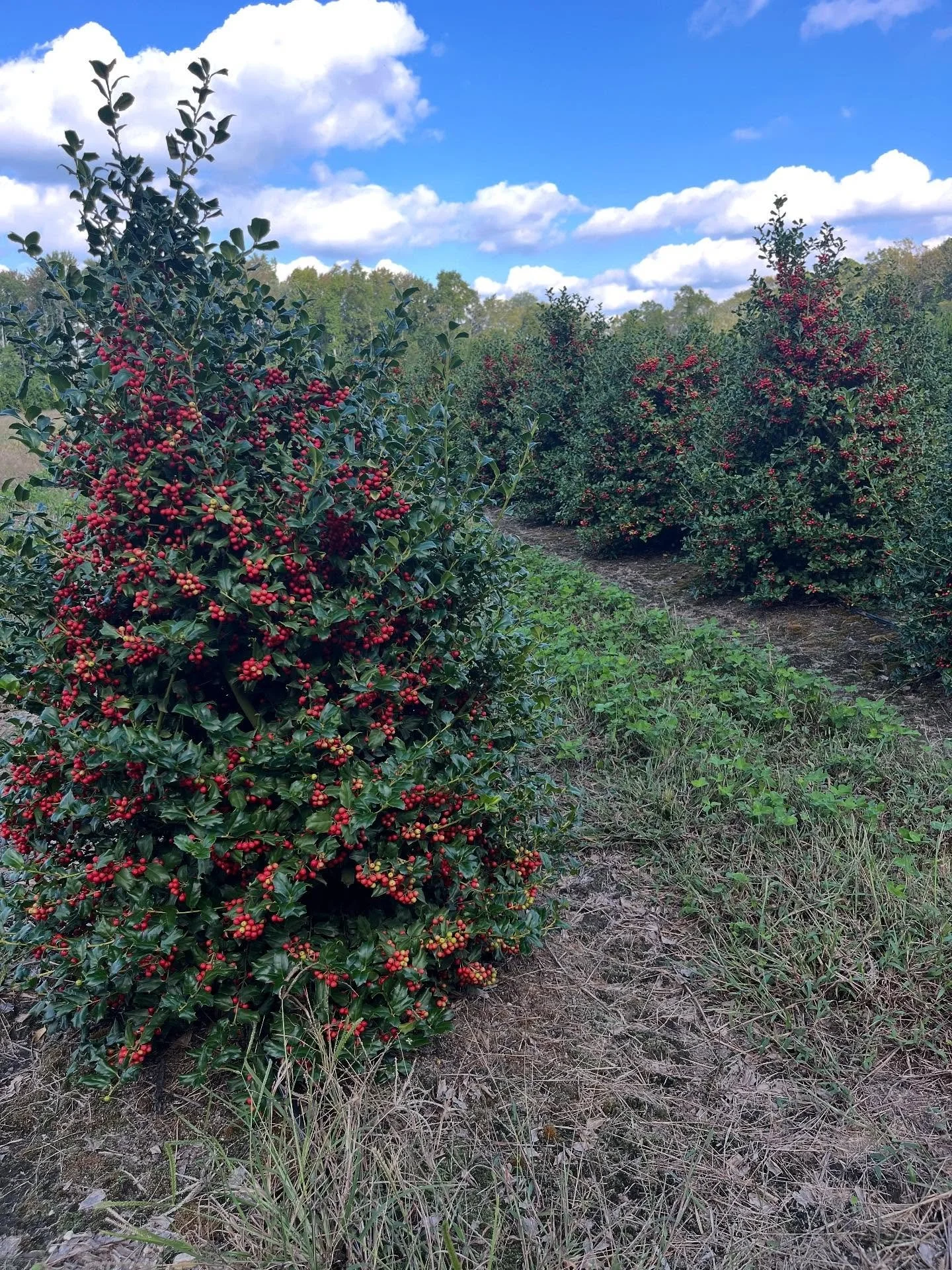 Looking for something to brighten up the garden center for the holidays?  3.5-4&rsquo; &amp; 4/5&rsquo; ilex &lsquo;China Girl&rsquo; have a great berry set this year!  #barbersnursery #nurserystock #plants #plantsofinstagram