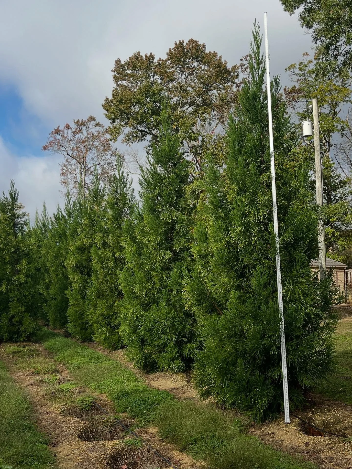 Cryptomeria&rsquo;radicans&rsquo; , 15&rsquo; grade tipping out 17/18&rsquo; &amp; 10&rsquo; grade tipping out 12/13&rsquo; #barbersnursery #nurserystock #plants #plantsofinstagram