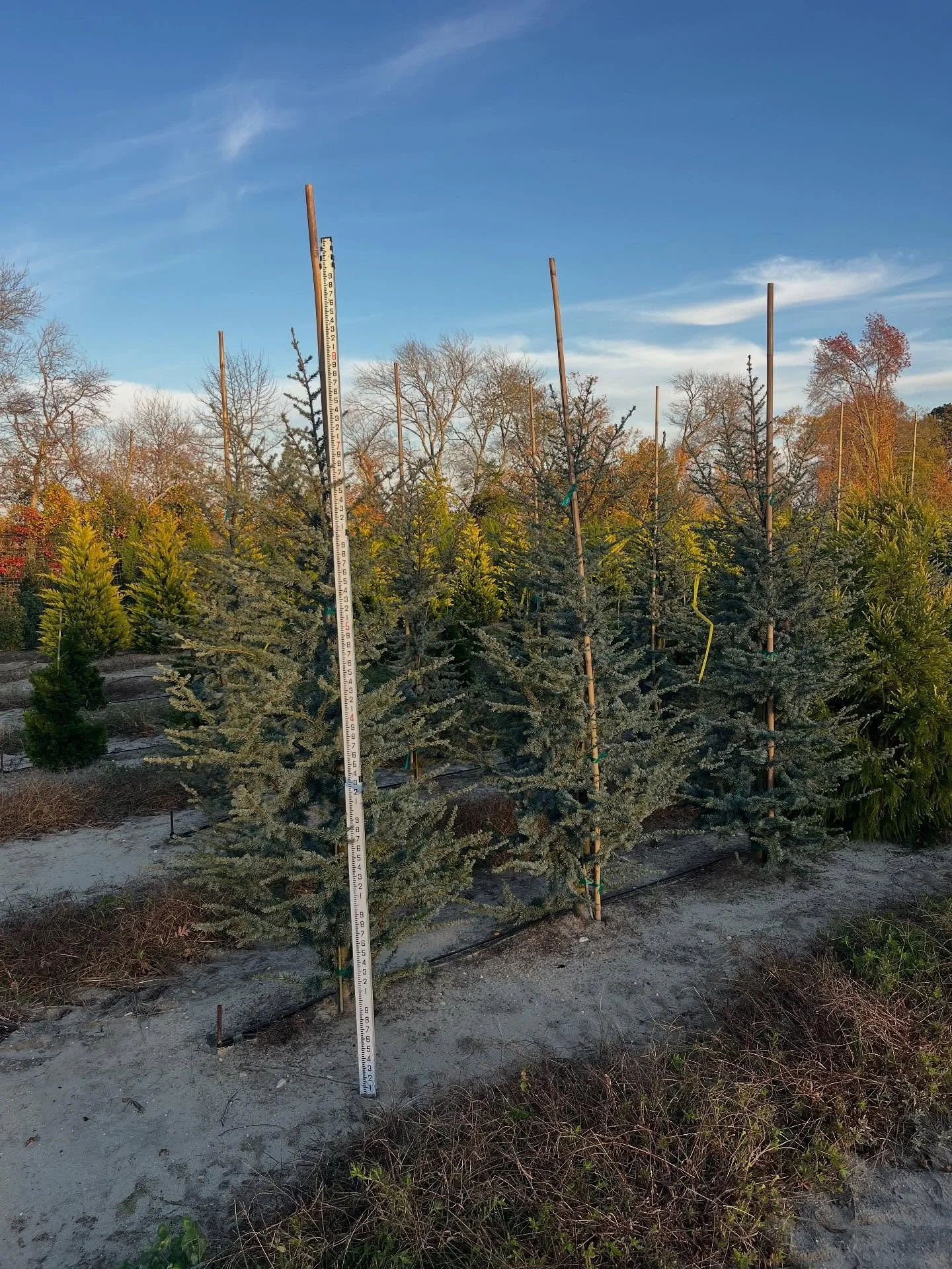 7/8&rsquo; blue atlas cedar &amp; 7&rsquo; gold rider Leyland cypress #barbersnursery #nurserystock #plants #plantsofinstagram