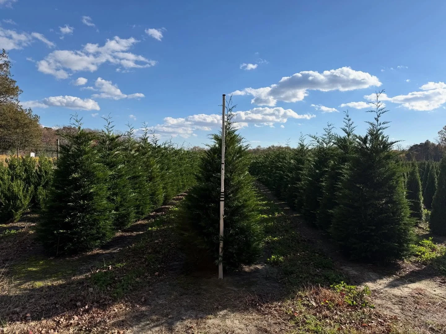 Leyland cypress 6&rsquo;- (pole @ 8&rsquo;)
#barbersnursery #plants #nurserystock #plantsofinstagram