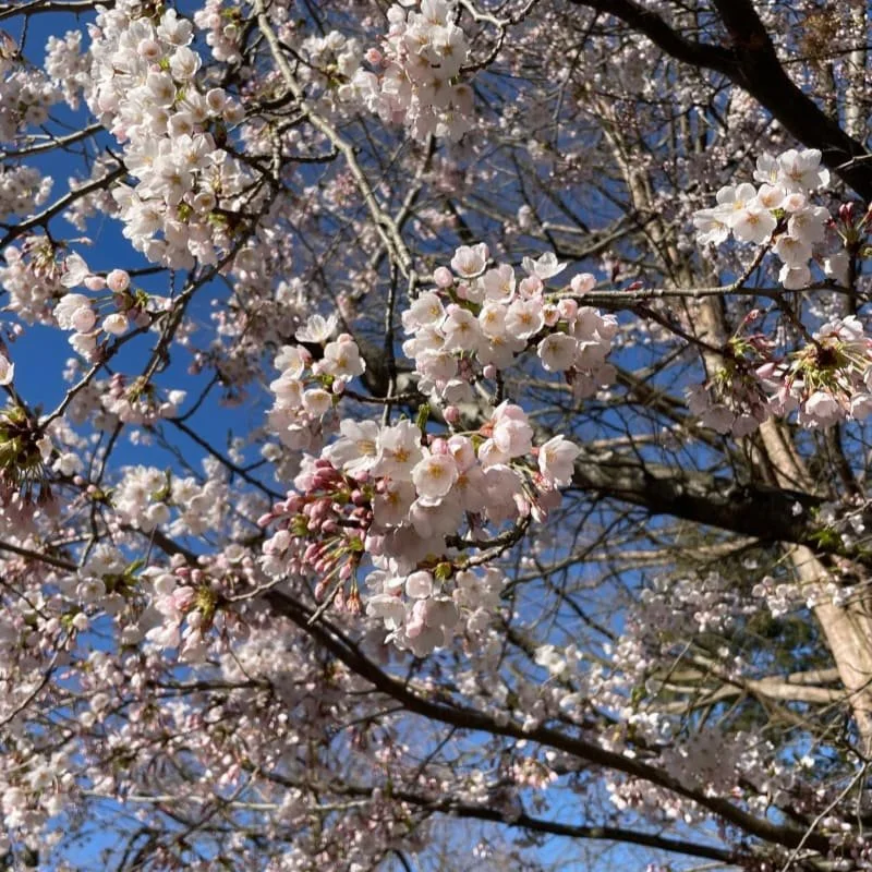 Cultivating Seeds of Care: Refresh and Renew in Sangha - Day Retreat with TNI Toronto on Apr. 4, 2026 
