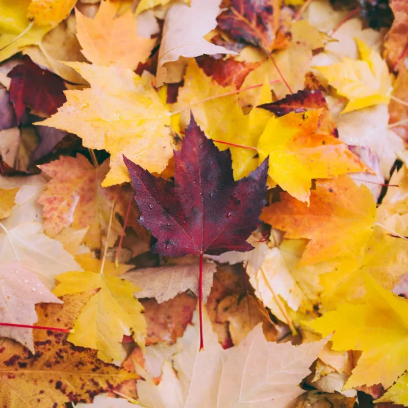 Letting Go, Letting Be - Daylong Retreat 
