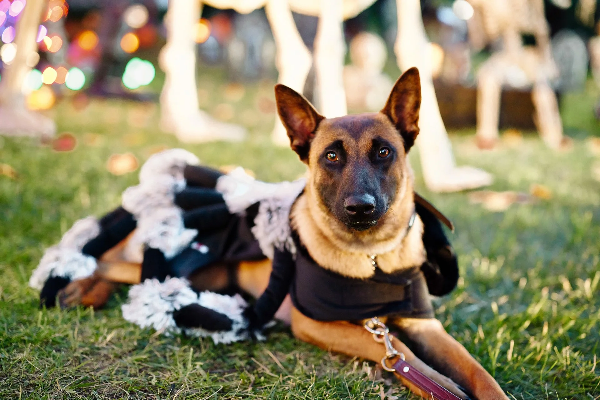Bargains_To_Brag_About_Halloween_Spider_Dog_7872-B0_web.jpg