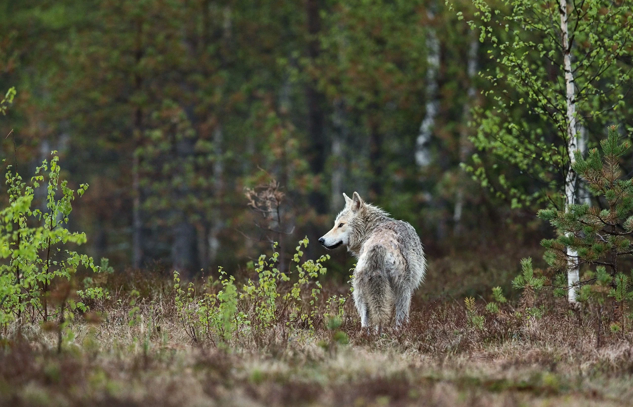 Wolven in Zweden: alles over wolven in Värmland