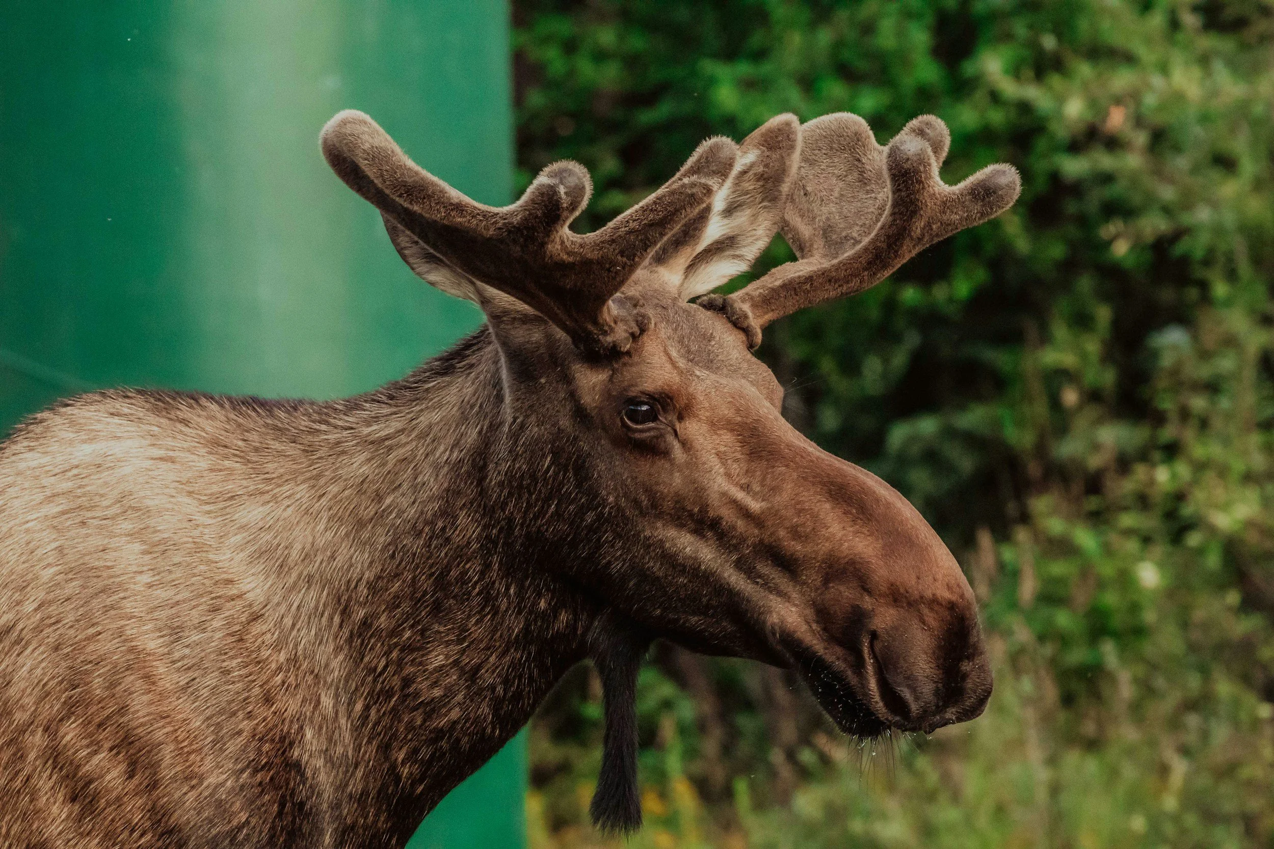 Eland Spotten in Zweden: Do's, Don'ts &amp; Praktische Tips