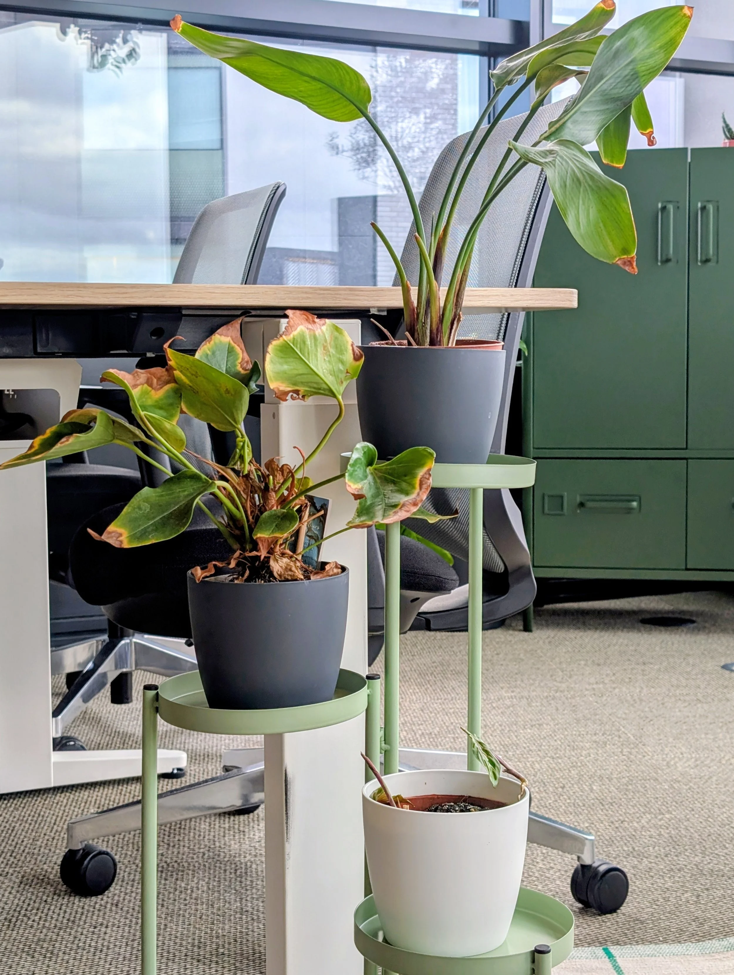Rainbow Shaker - biophilic office design