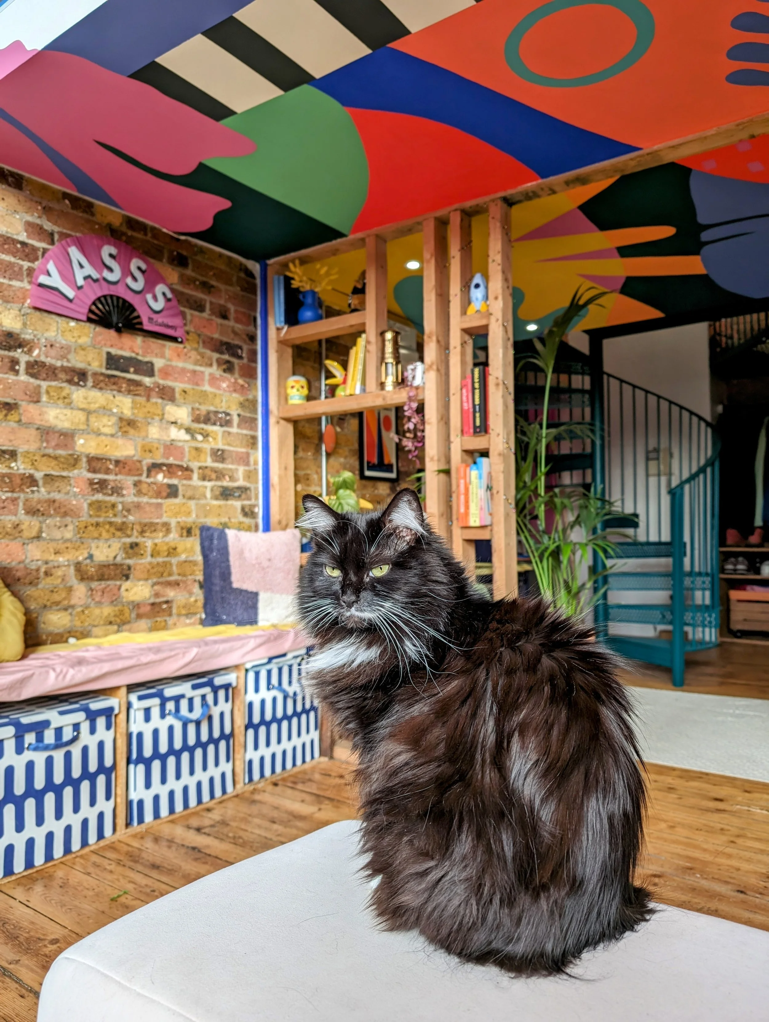 Fluffy black and white cat in colorful living room with abstract ceiling design and exposed brick walls.