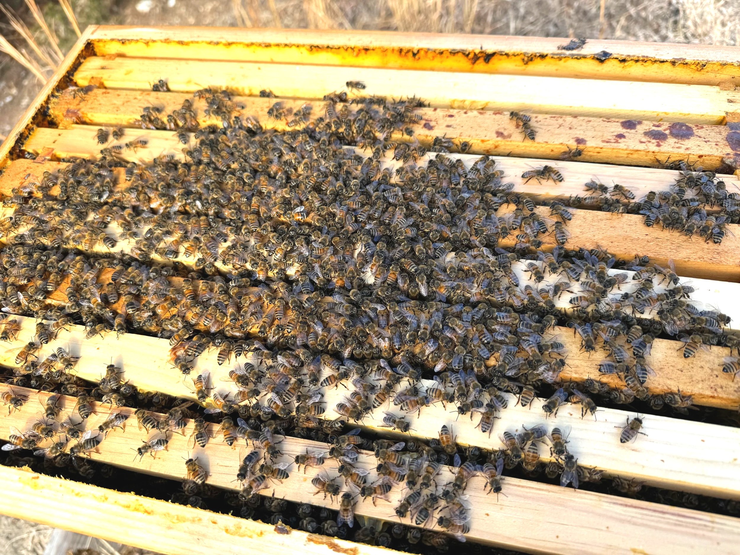 2025 Waking Up the Hives — Early Spring Begins the Story