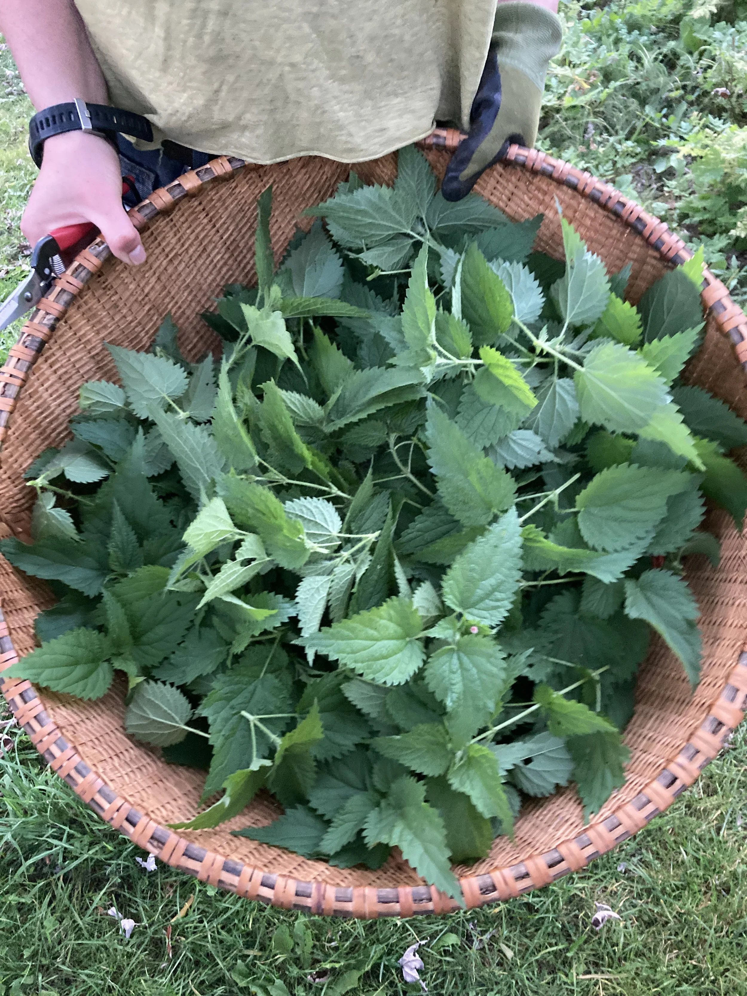Medicine from Your Backyard Foraging Walk