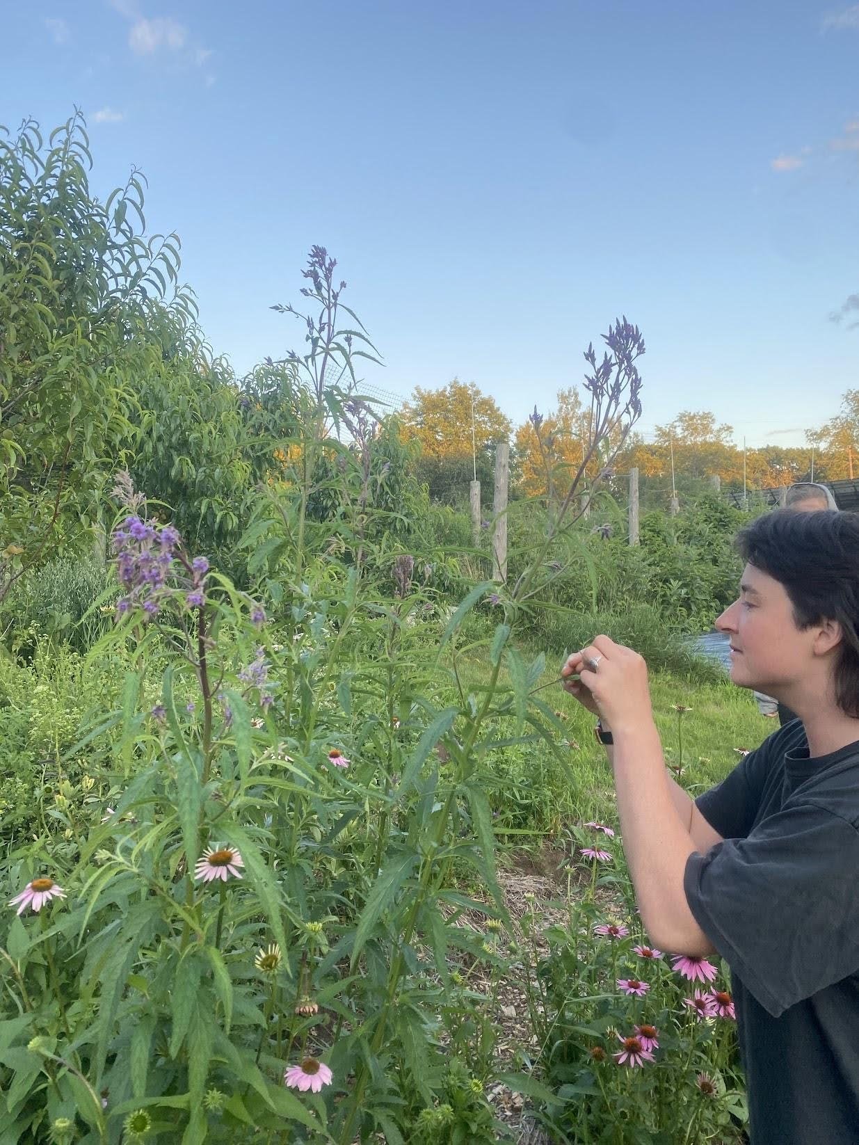 Wild Weed Medicinal Pesto