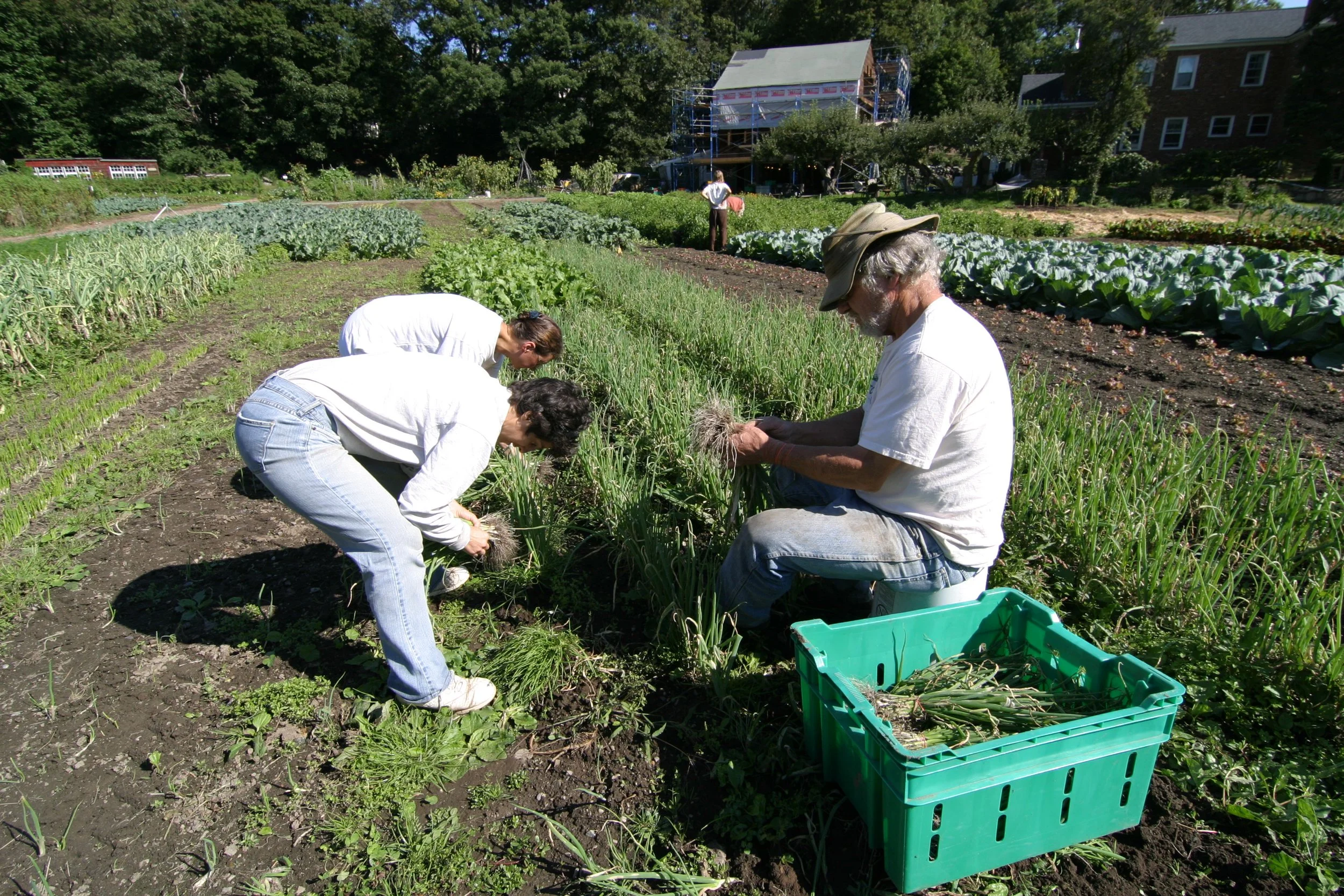 Volunteers harvesting scallions in 2008. Credit: Ken Mallory