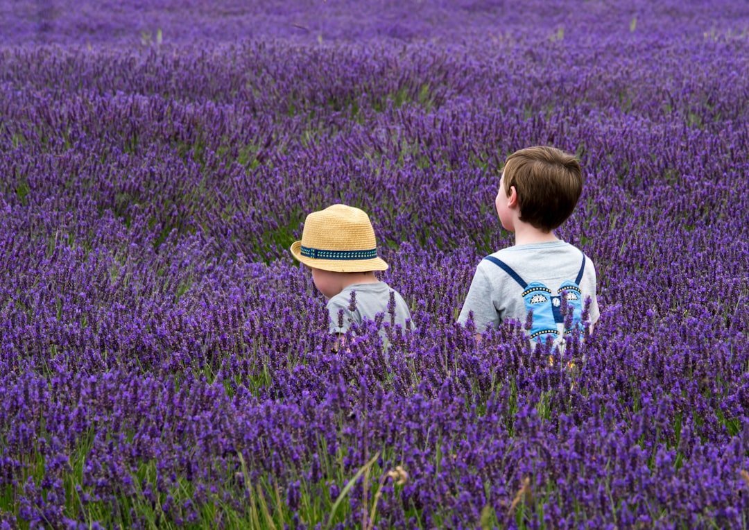 lavender-tours.jpg