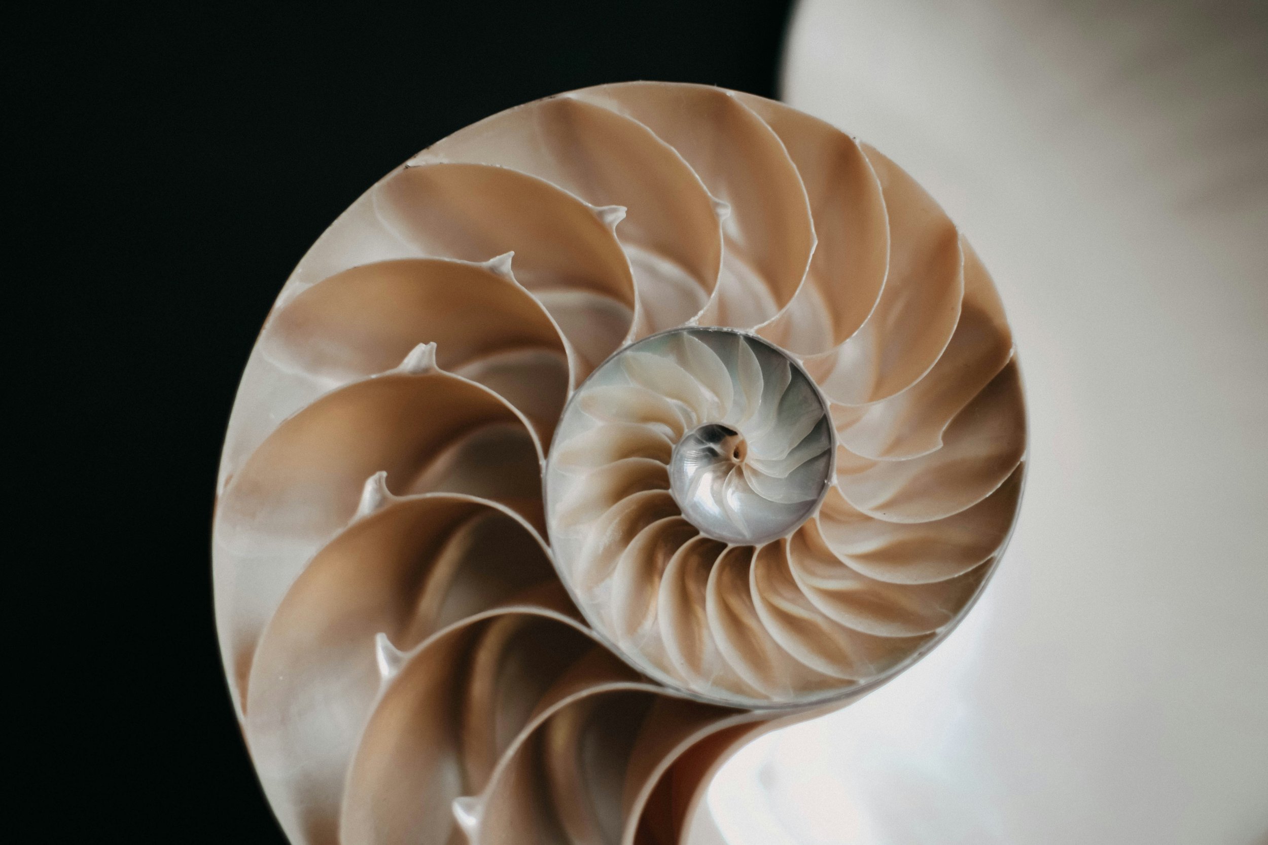 So… What Is the Golden Ratio?