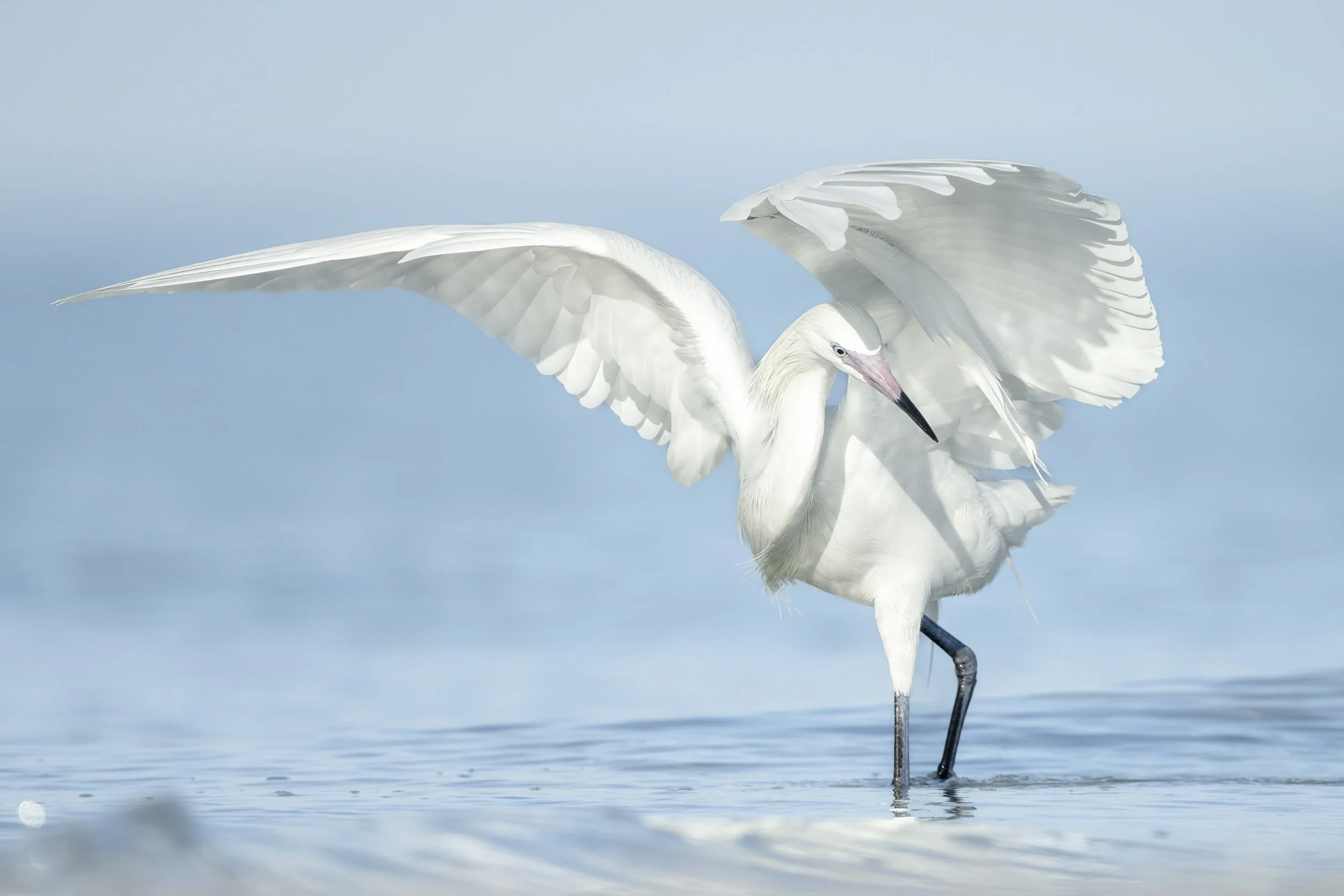 Reddish Egret (white morph). Fort De Soto Park, Florida