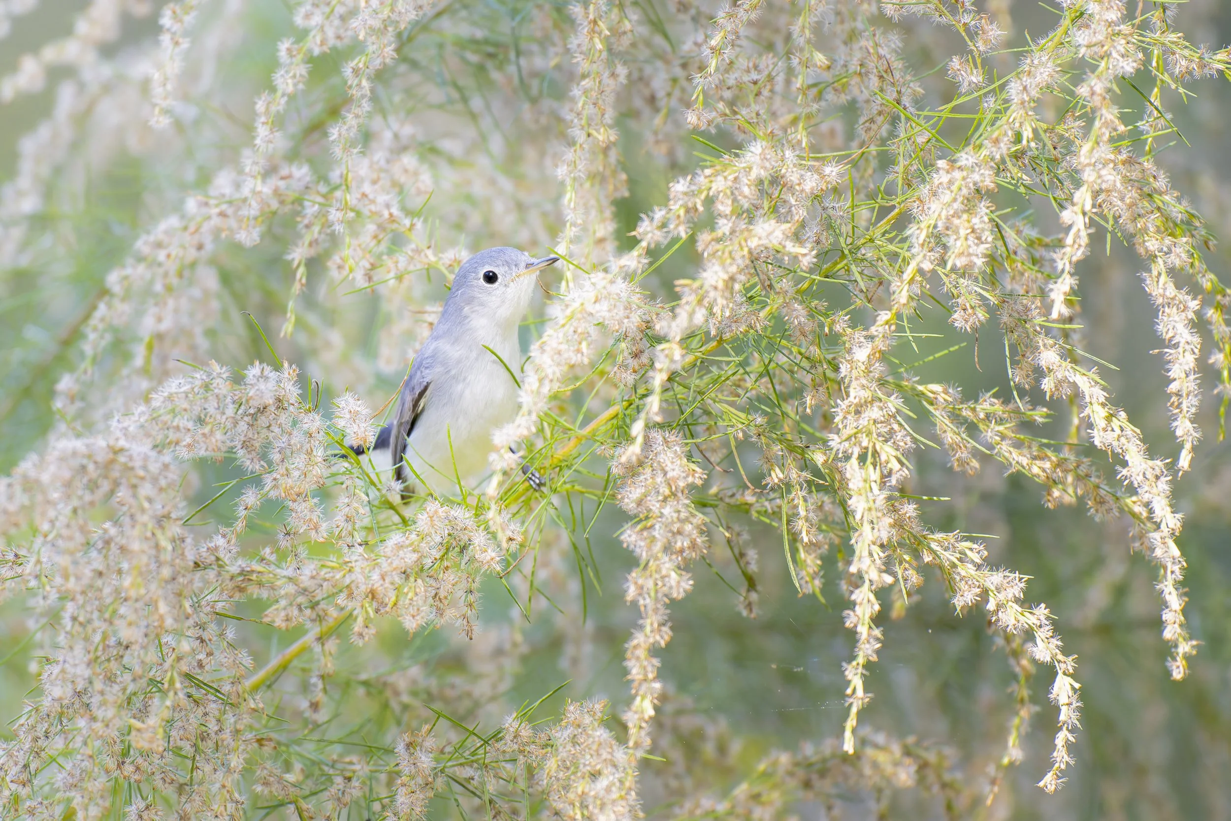 Blue-gray Gnatcatcher. Lakeland, Florida