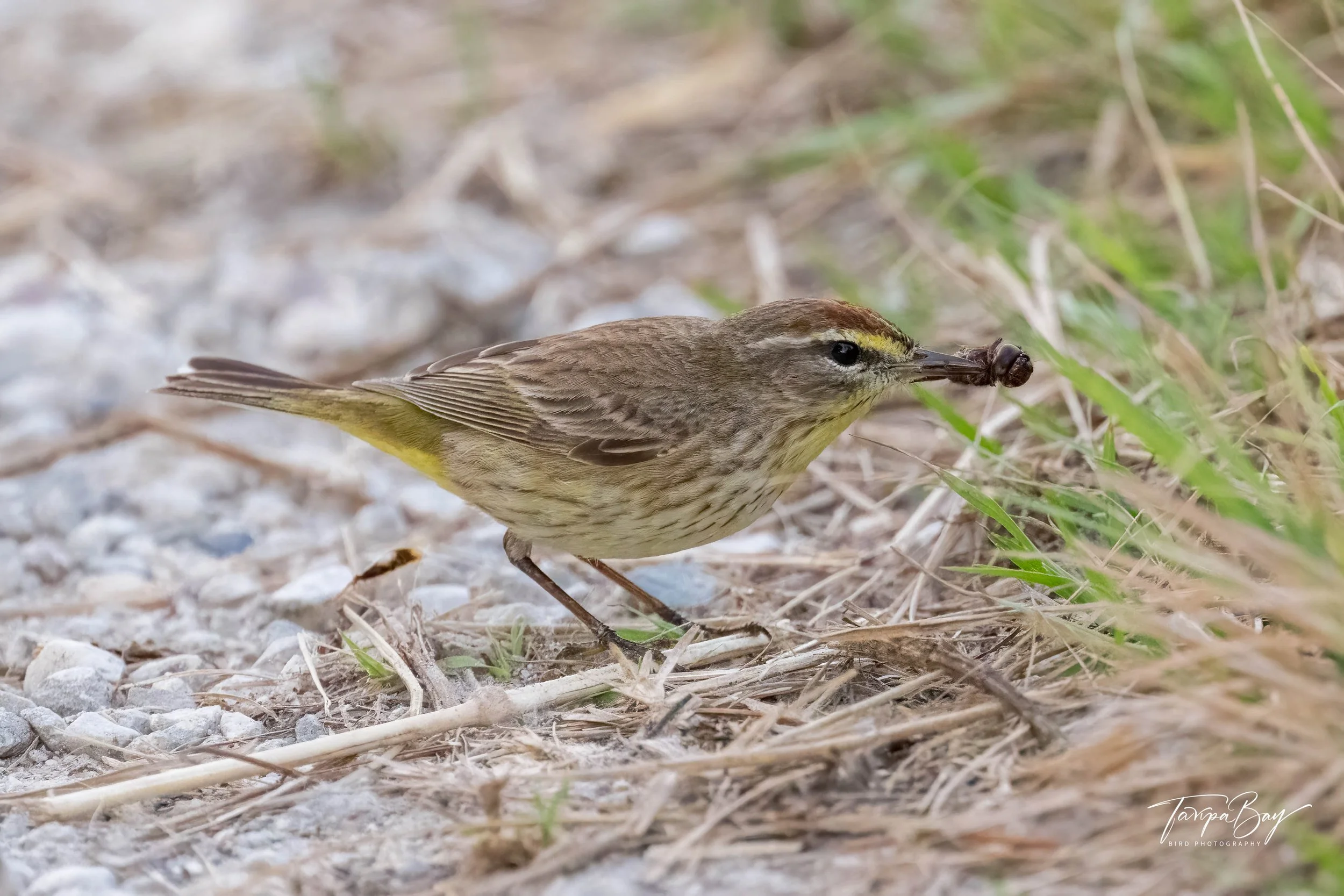 Palm Warbler with an insect along the trail at Circle B