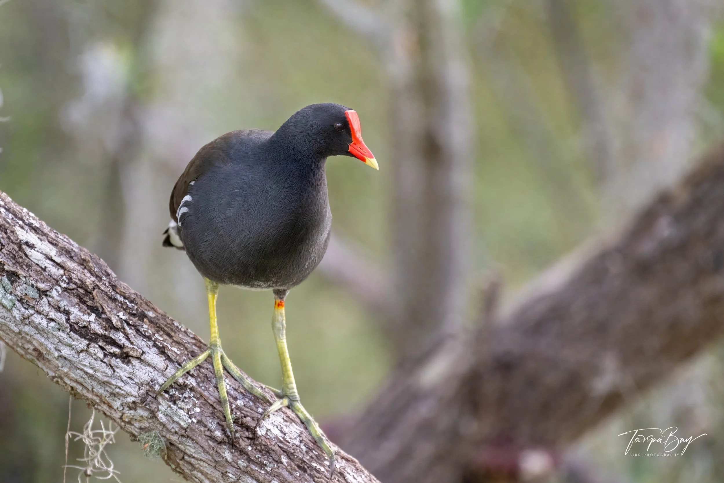 Common Gallinule perched on a tree branch at Circle B Bar Reserve