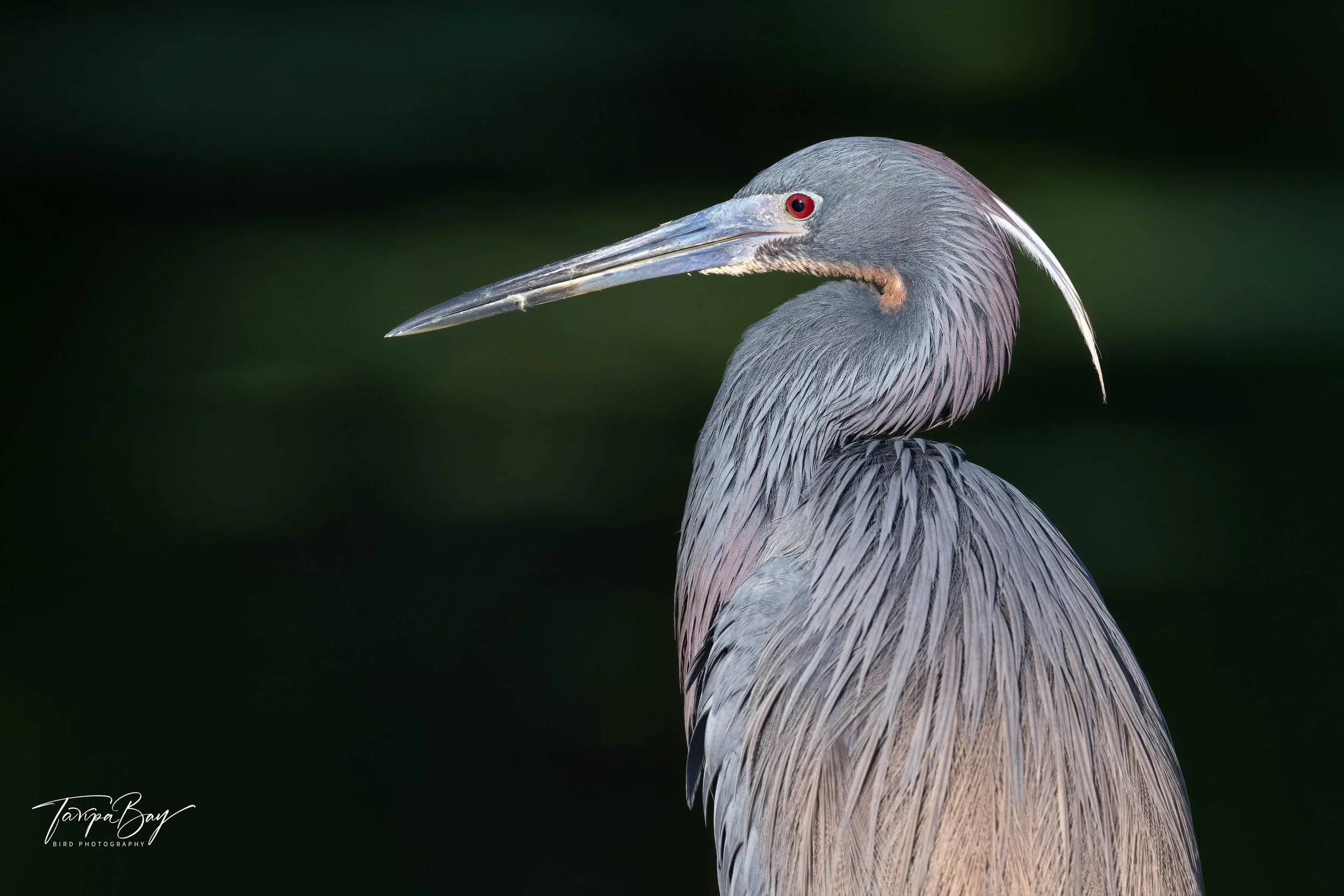 Z92_2465-Edit-1.jpg