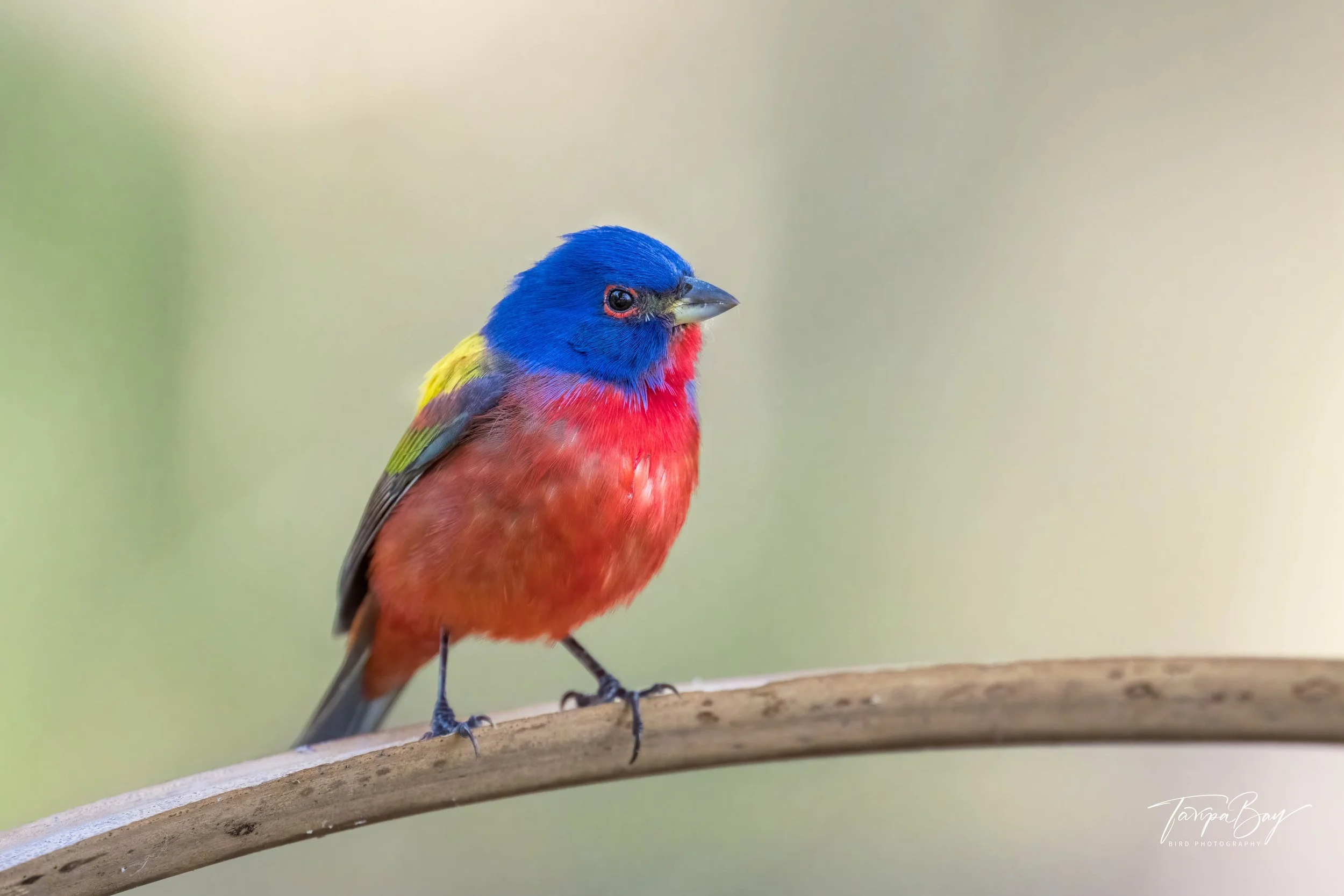 Painted Bunting perched on the stem of a palm frond.