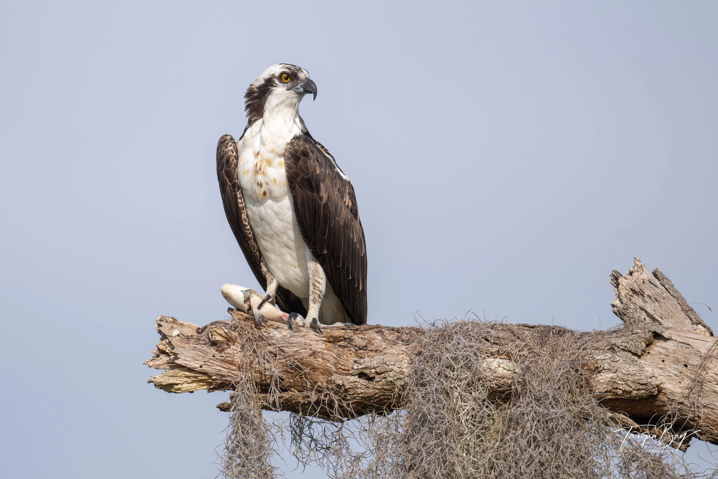 Osprey holding a fish in its talons while perched high on a Spanish moss covered tree branch
