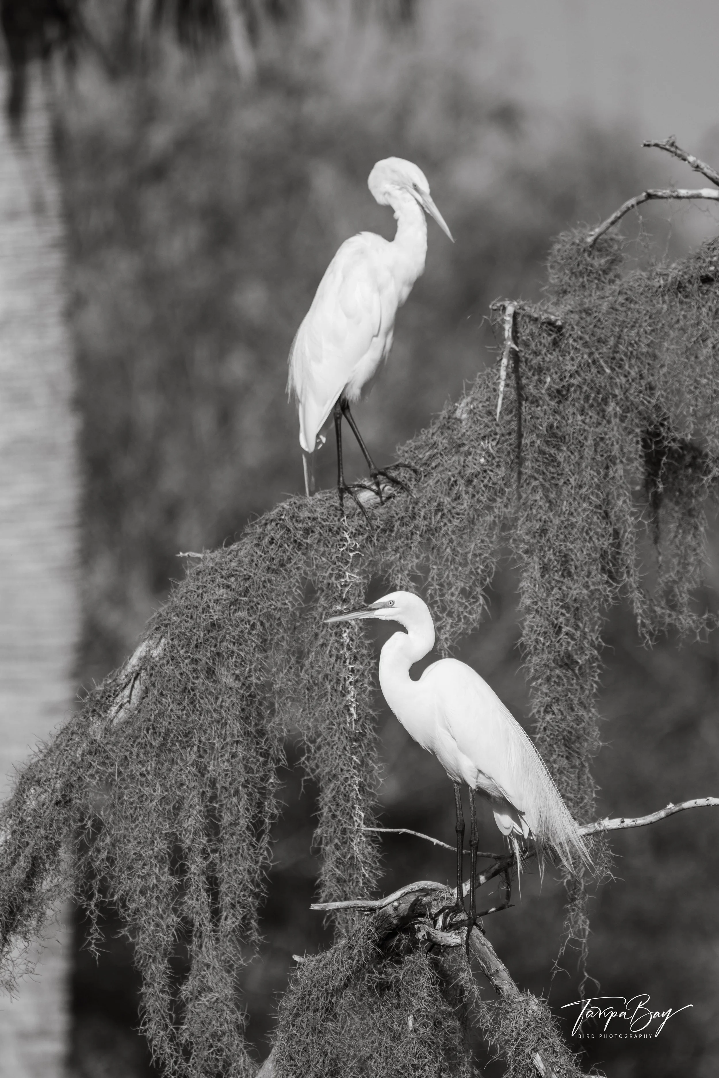 Black and white image of two Great Egrets perched in a tree