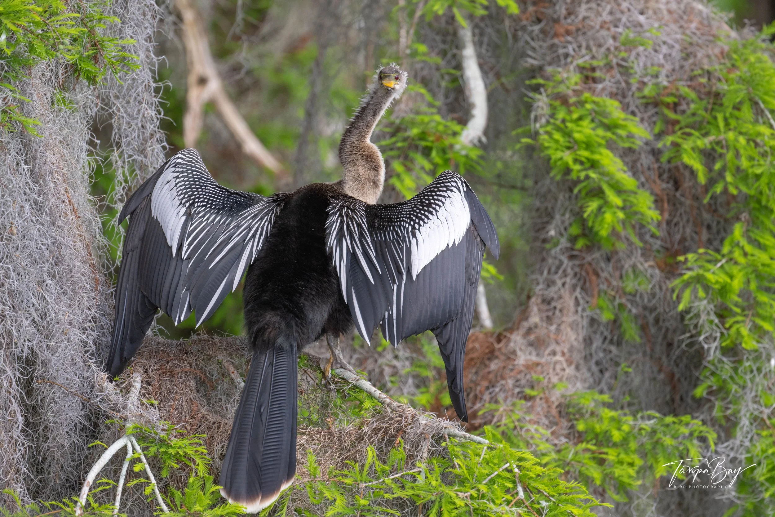 Anhinga drying its outstretched wings while perched in a tree