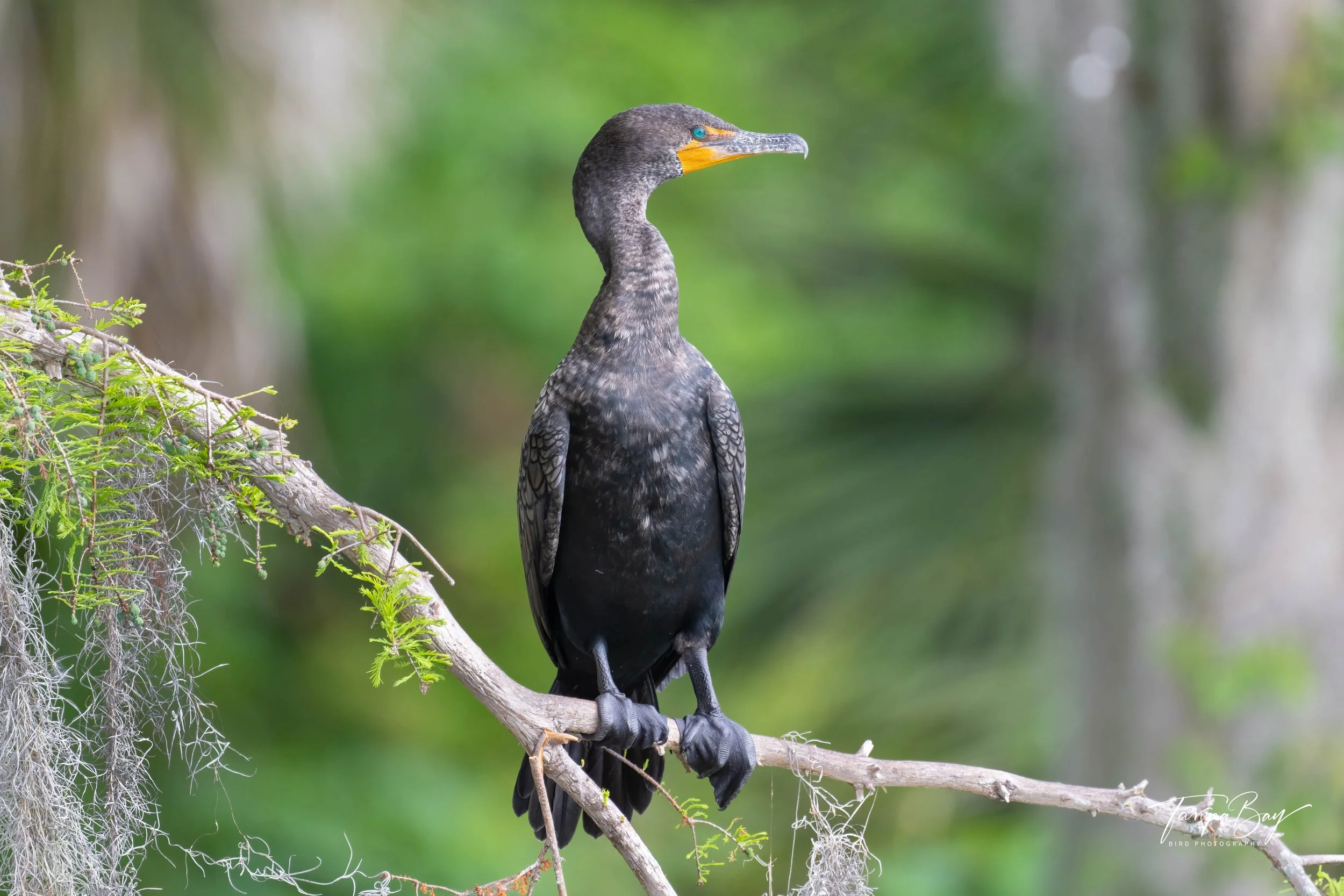 Double-crested Cormorant perched in a Cypress tree