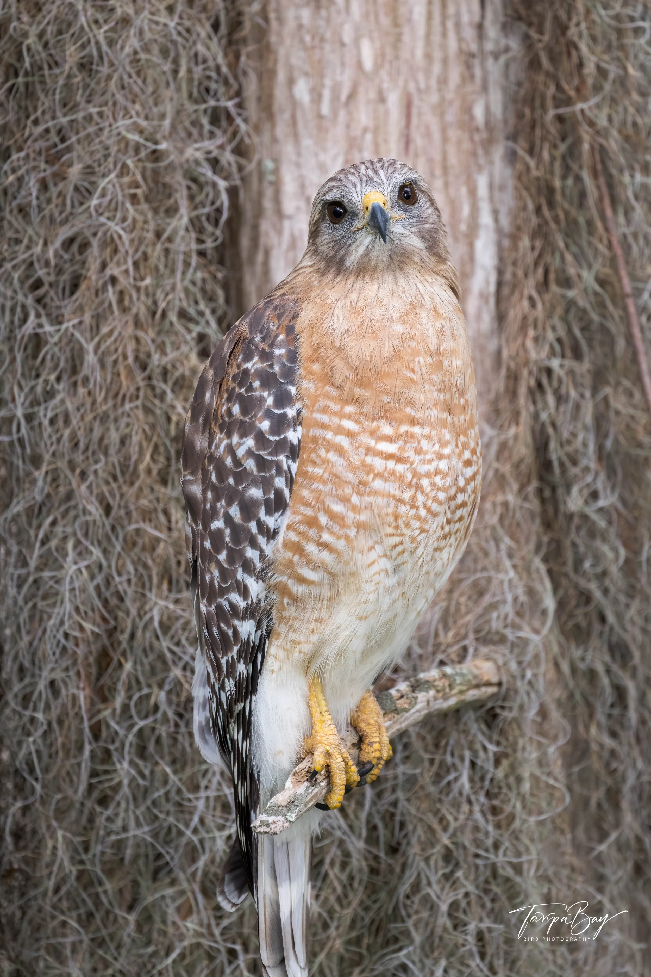 Res-shouldered Hawk perched on a Spanish moss covered tree